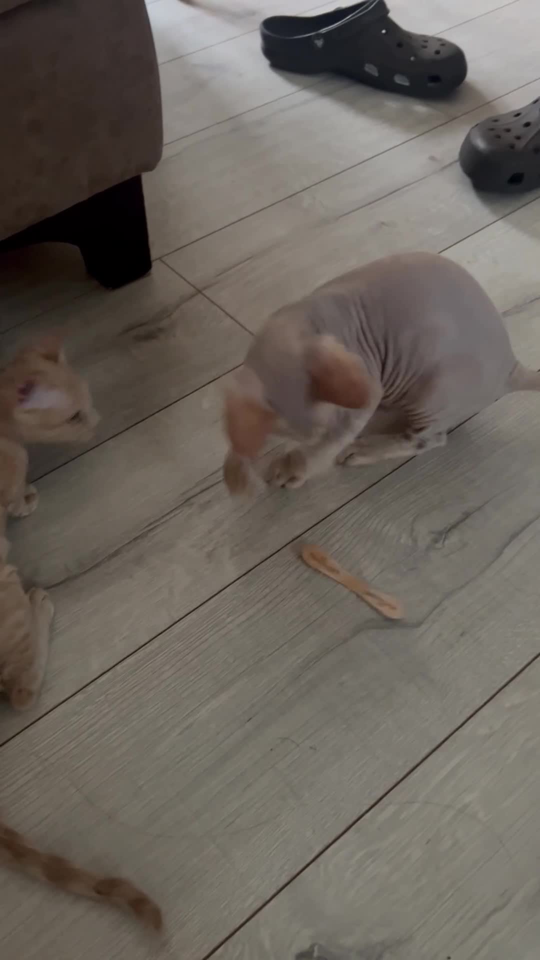 Devon Rex cats for sale: 1 girl left. Stunning Devon Rex GCCF kittens  - Video 2