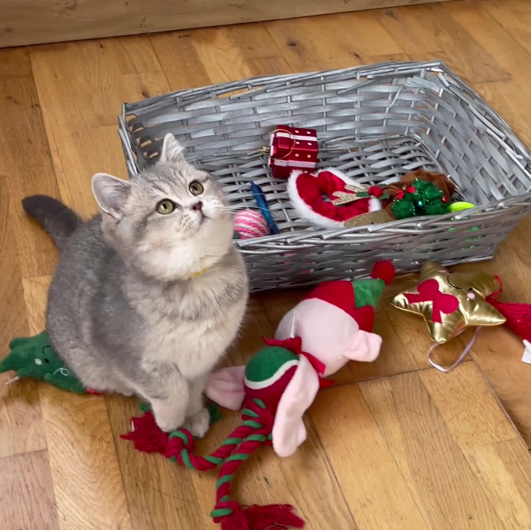 British Shorthair cats for sale: Remaining 2 TICA & GCCF British Shorthair Kittens - Video 5