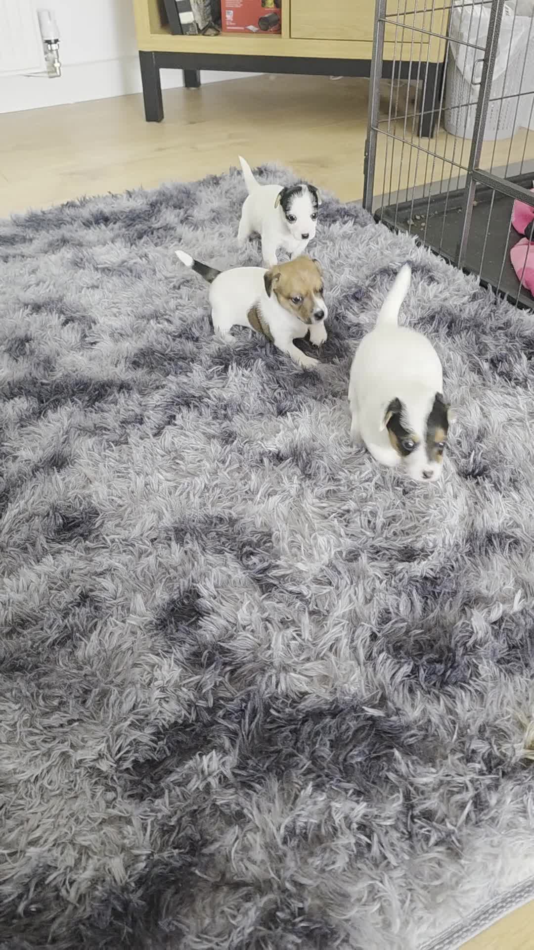 Jack Russell dogs for sale: 3 Jack Russell boys available  - Video 1