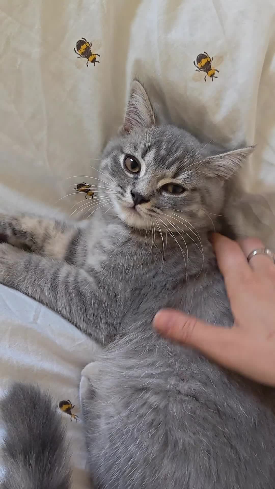 Scottish Fold cats for sale: Last Pedigree Scottish Straight Boy left  - Video 2