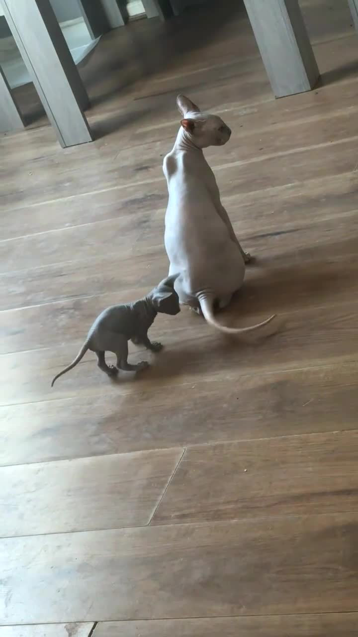 Sphynx cats for sale: Beautiful Sphynx girls  - Video 1