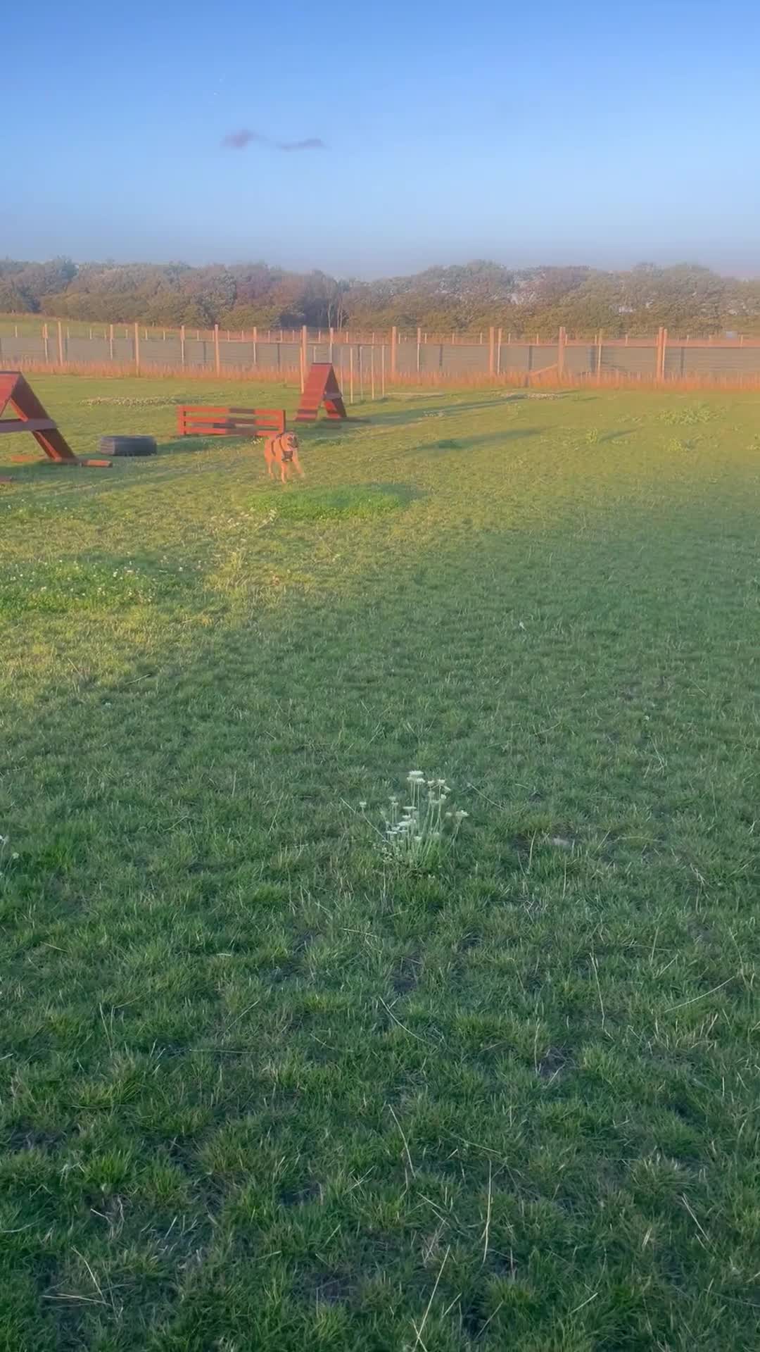 Mixed Breed dogs for sale: Maggie, 11months. Mali/GermanShep X Greyhound - Video 2