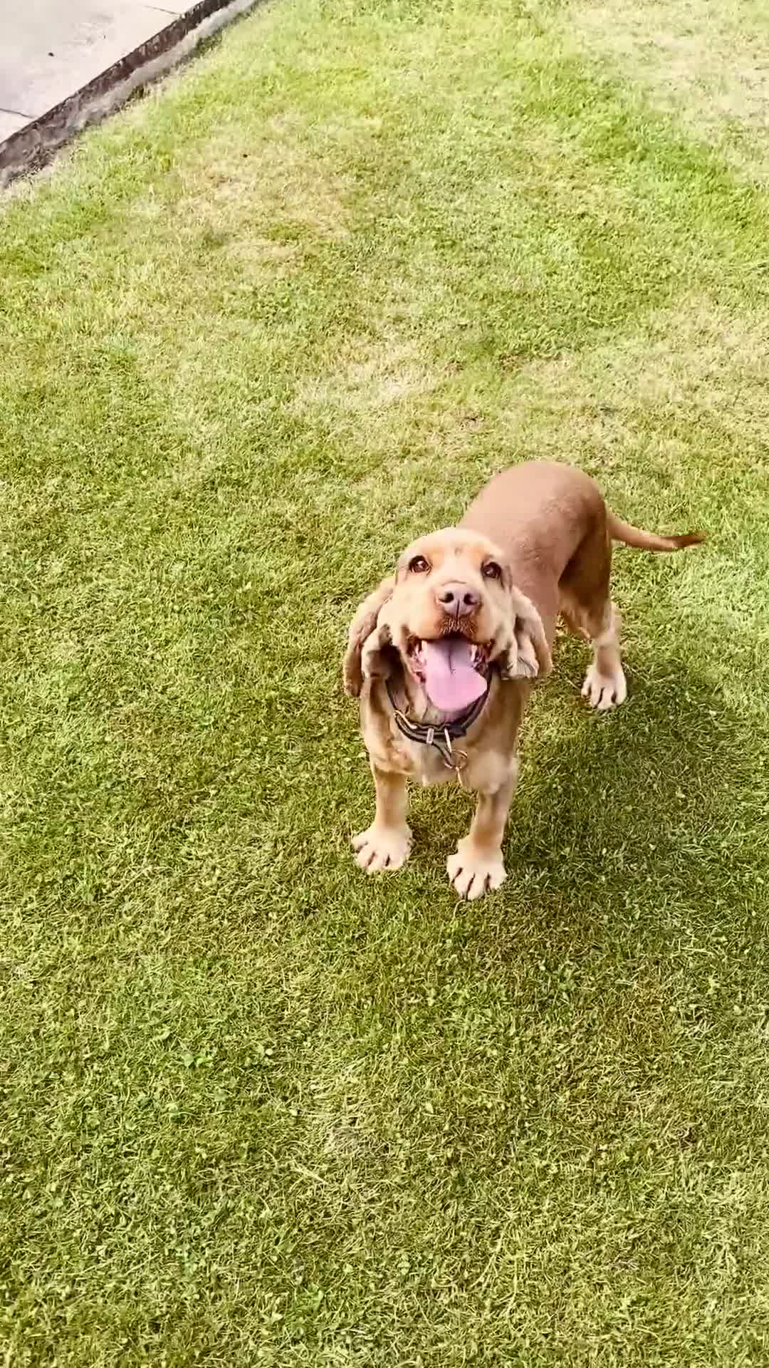 Cocker Spaniel dogs for sale: Show type cocker spaniel girl chocolate sable - Video 1