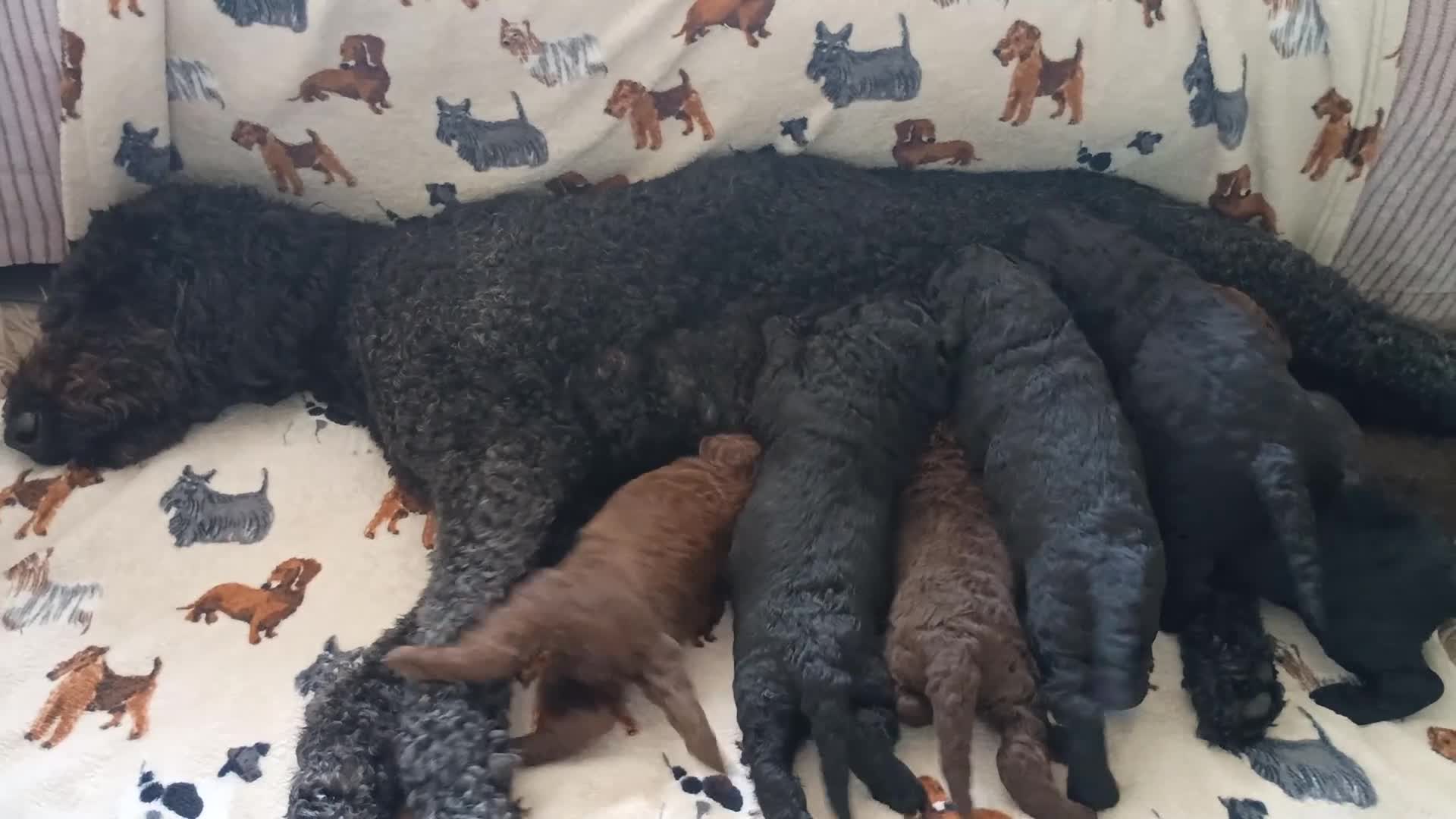Mixed Breed dogs for sale: Beautiful Poodle Puppies 🩷 - Video 1