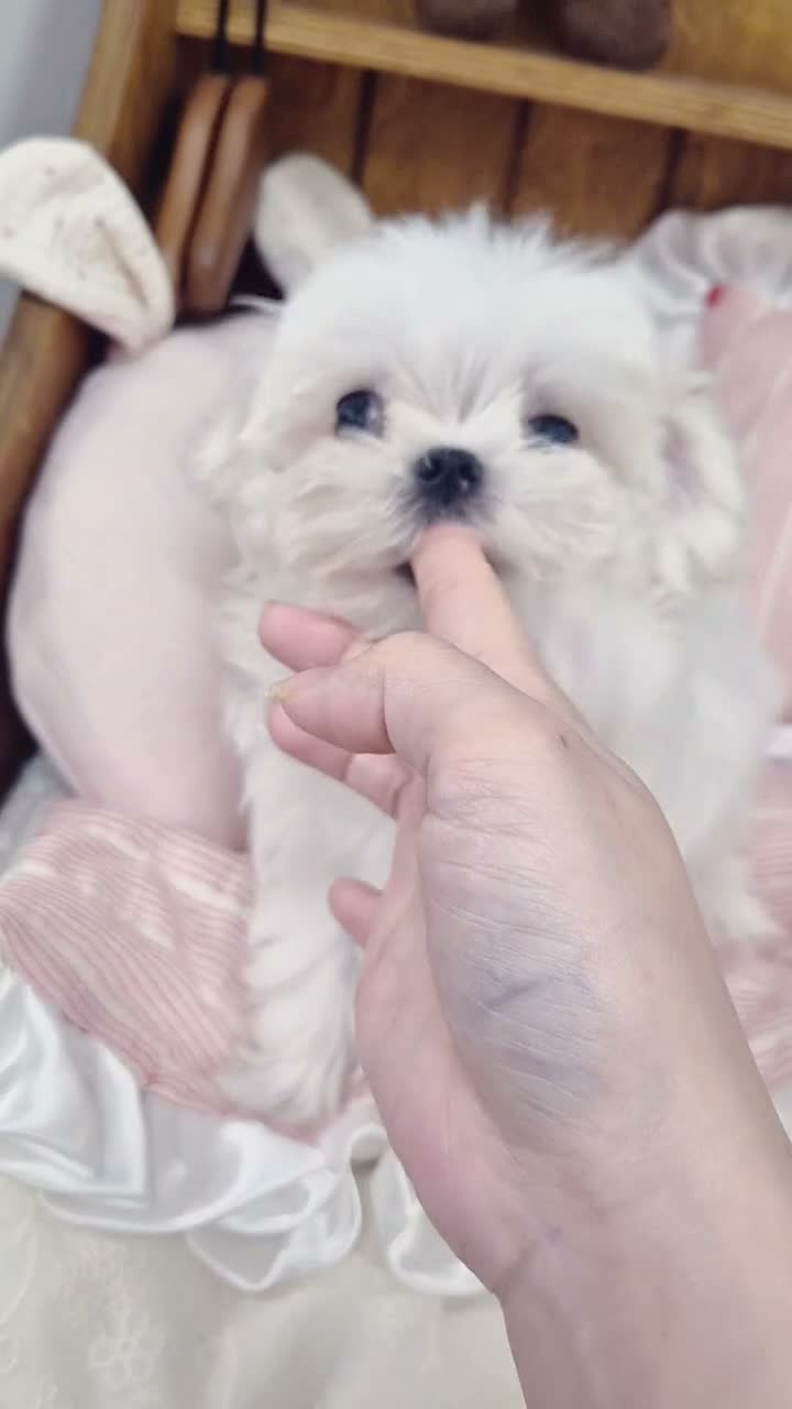 Maltese dogs for sale: 100% Korean‑line Maltese, registered with KKF  - Video 3