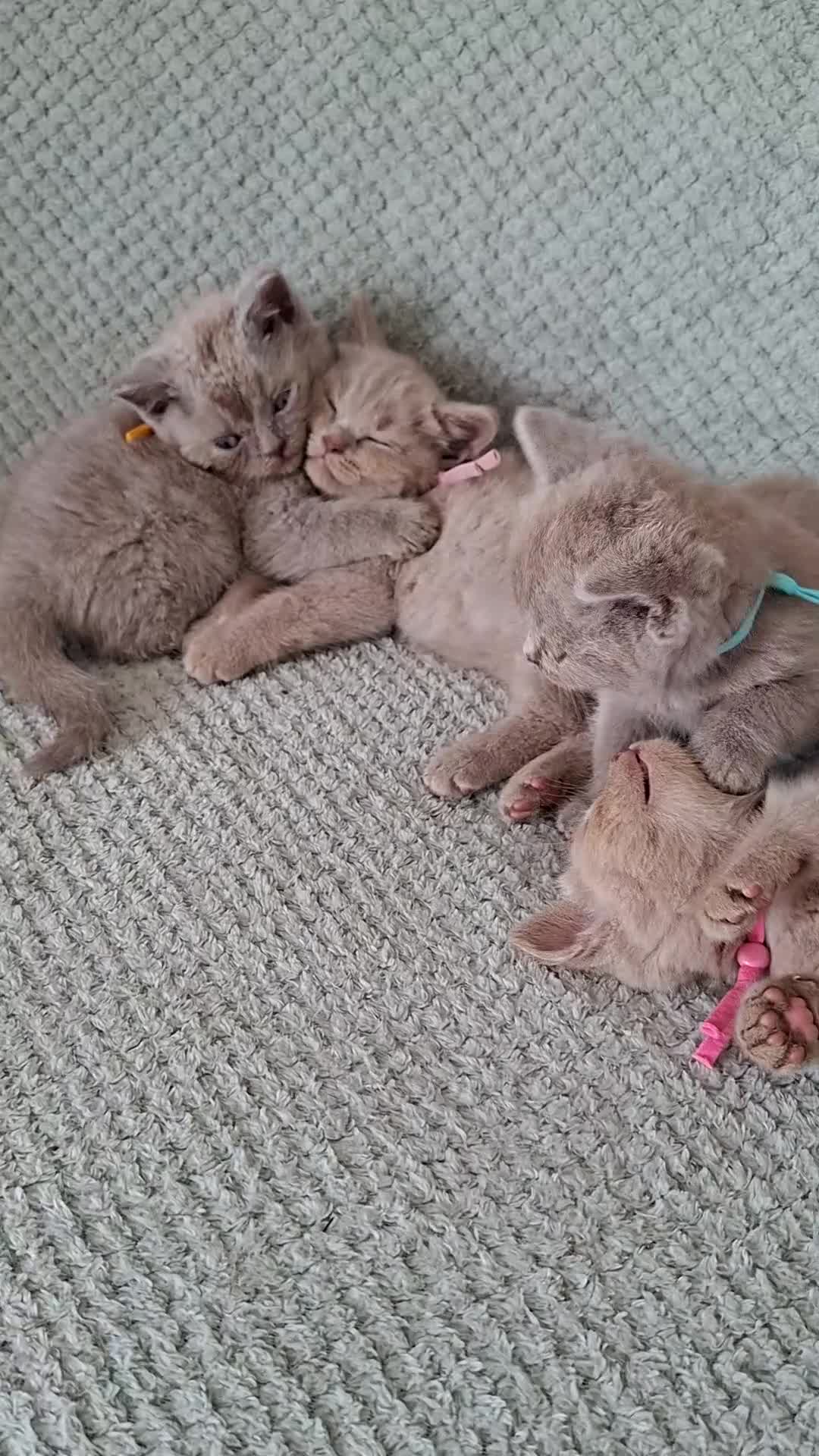British Shorthair cats for sale: READY NOW :) beautiful female british shorthair  - Video 3