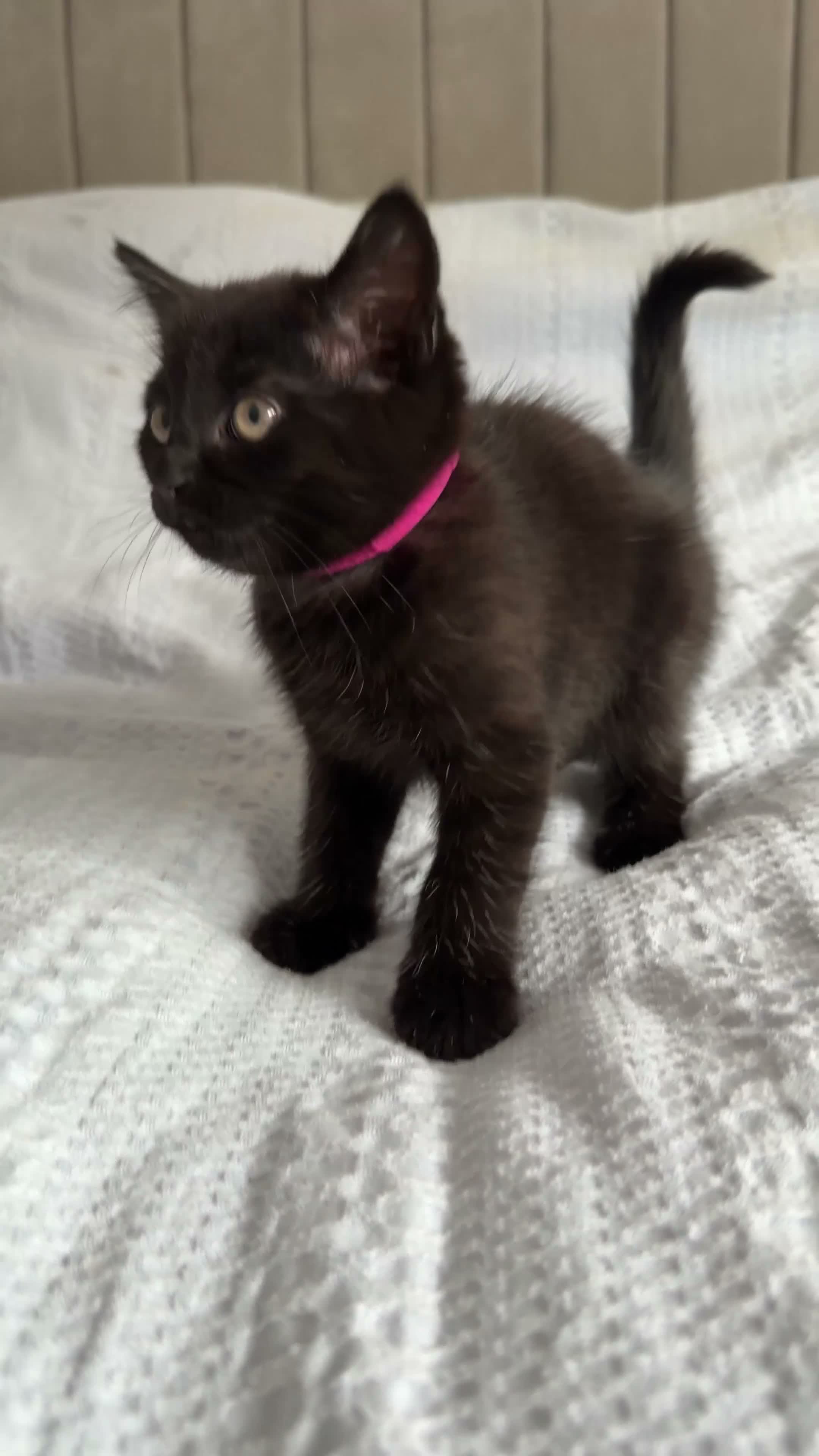 Mixed Breed cats for sale: 3 Beautiful Black Fluffy Persian-Mix Girl Kittens - Video 3