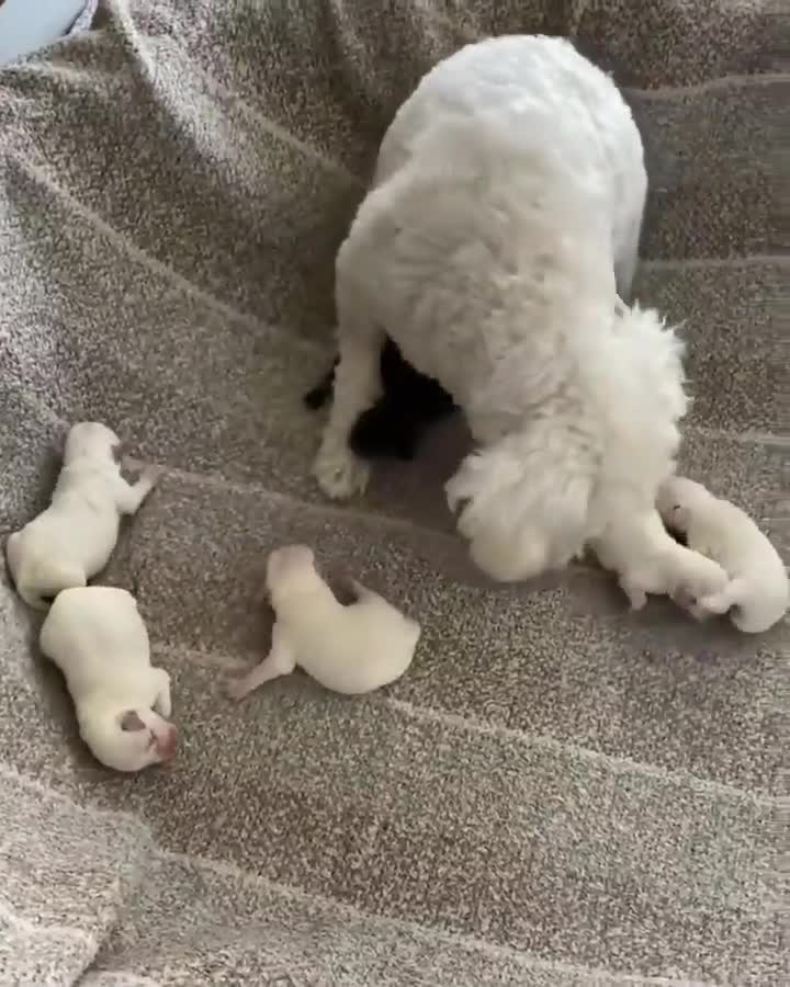 Miniature Schnauzer dogs for sale: Miniature Schnauzer Puppies Available 🐾 - Video 1