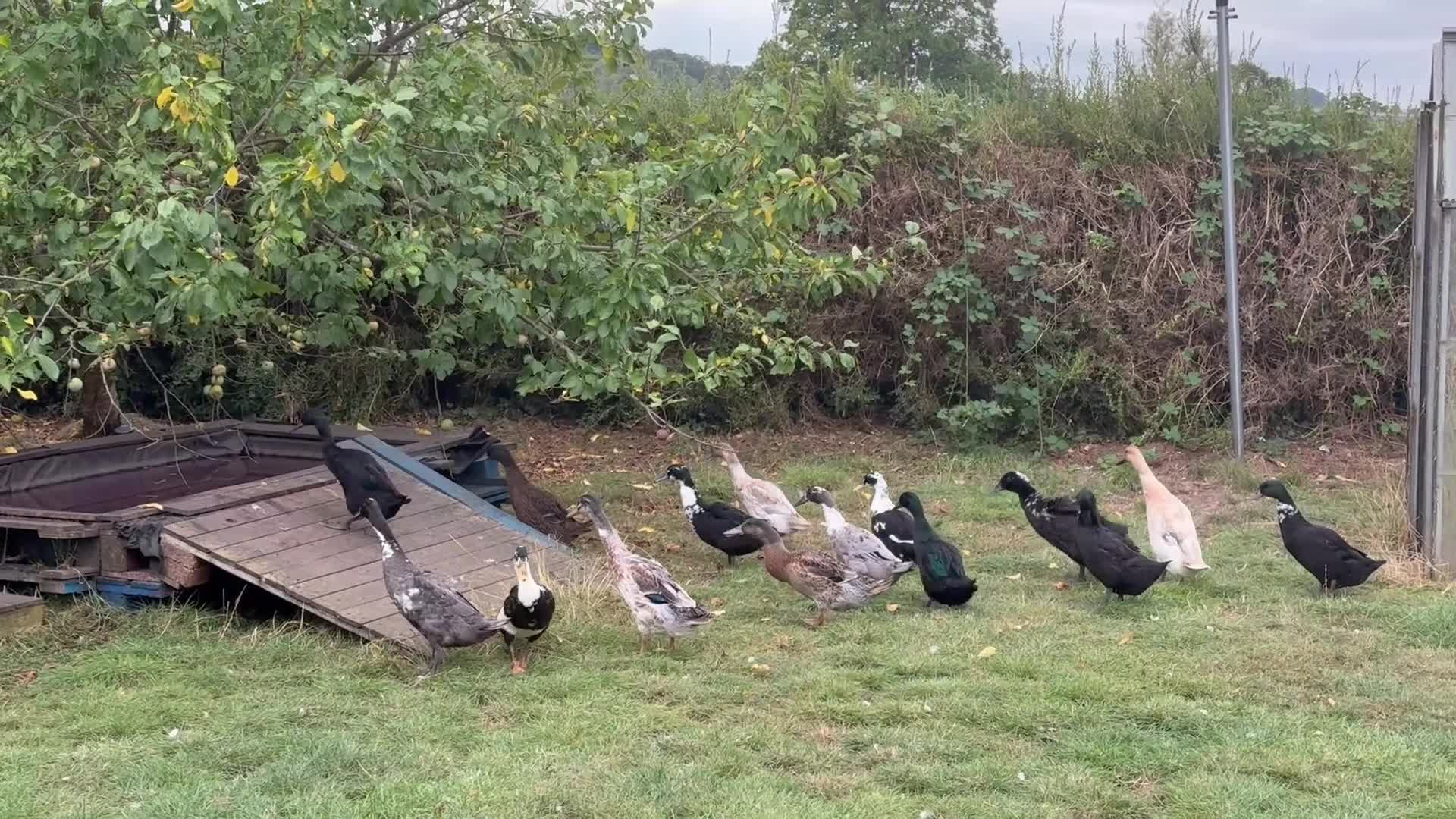 Ducks poultry for sale: Runner x Cayuga Ducks - Video 1