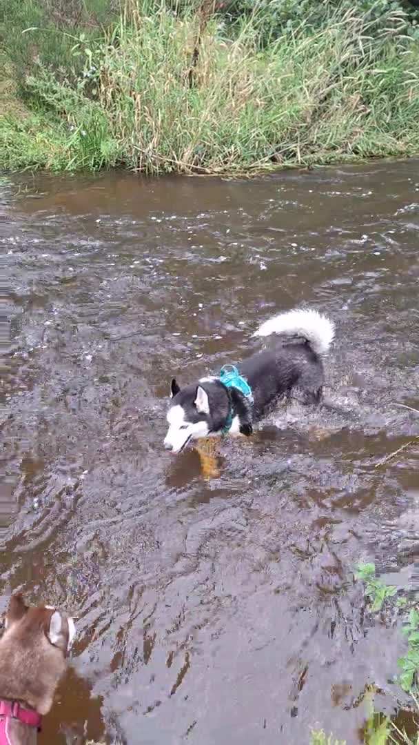 Siberian Husky dogs for stud: Siberian Husky for Stud in Glasgow - Video 2