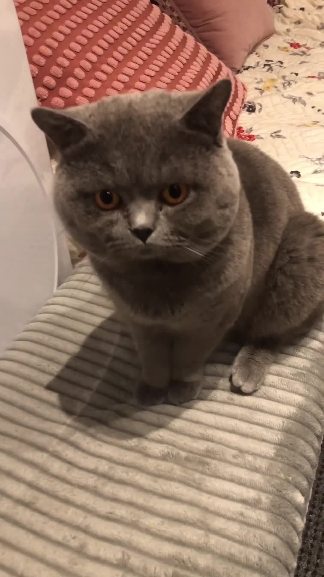 British Shorthair cats for sale: British shorthair male(neutered) in Southend-on-Sea - Video 1