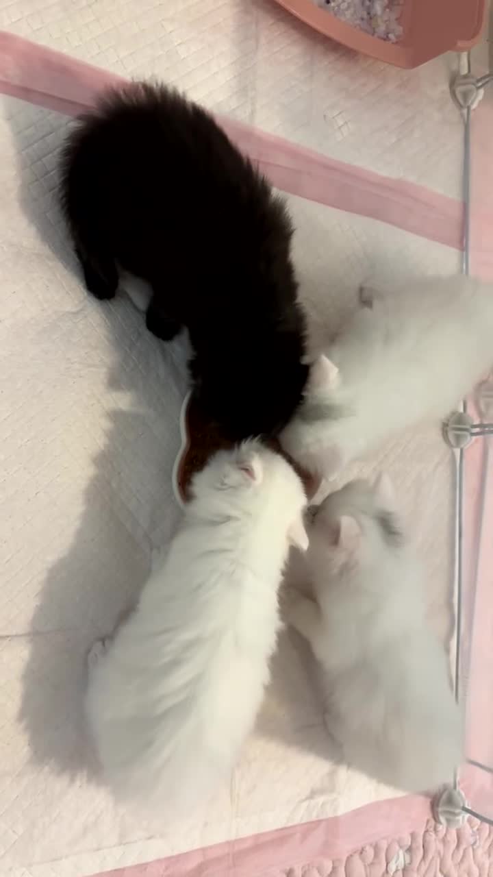 Ragdoll cats for sale: LAST KITTEN LEFT 🎀 - Video 5