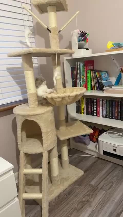 British Shorthair cats for sale: Purebred British Shorthair male  - Video 1