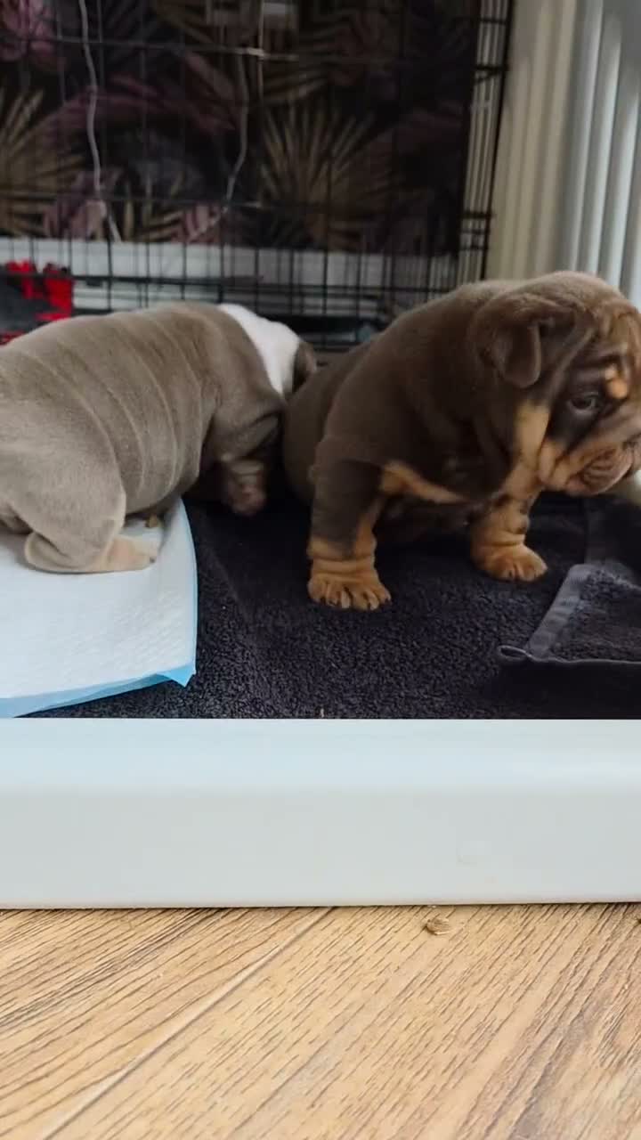 English Bulldog dogs for sale: ⭐️⭐️⭐️2 OUTSTANDING FEMALES⭐️⭐️⭐️ - Video 1
