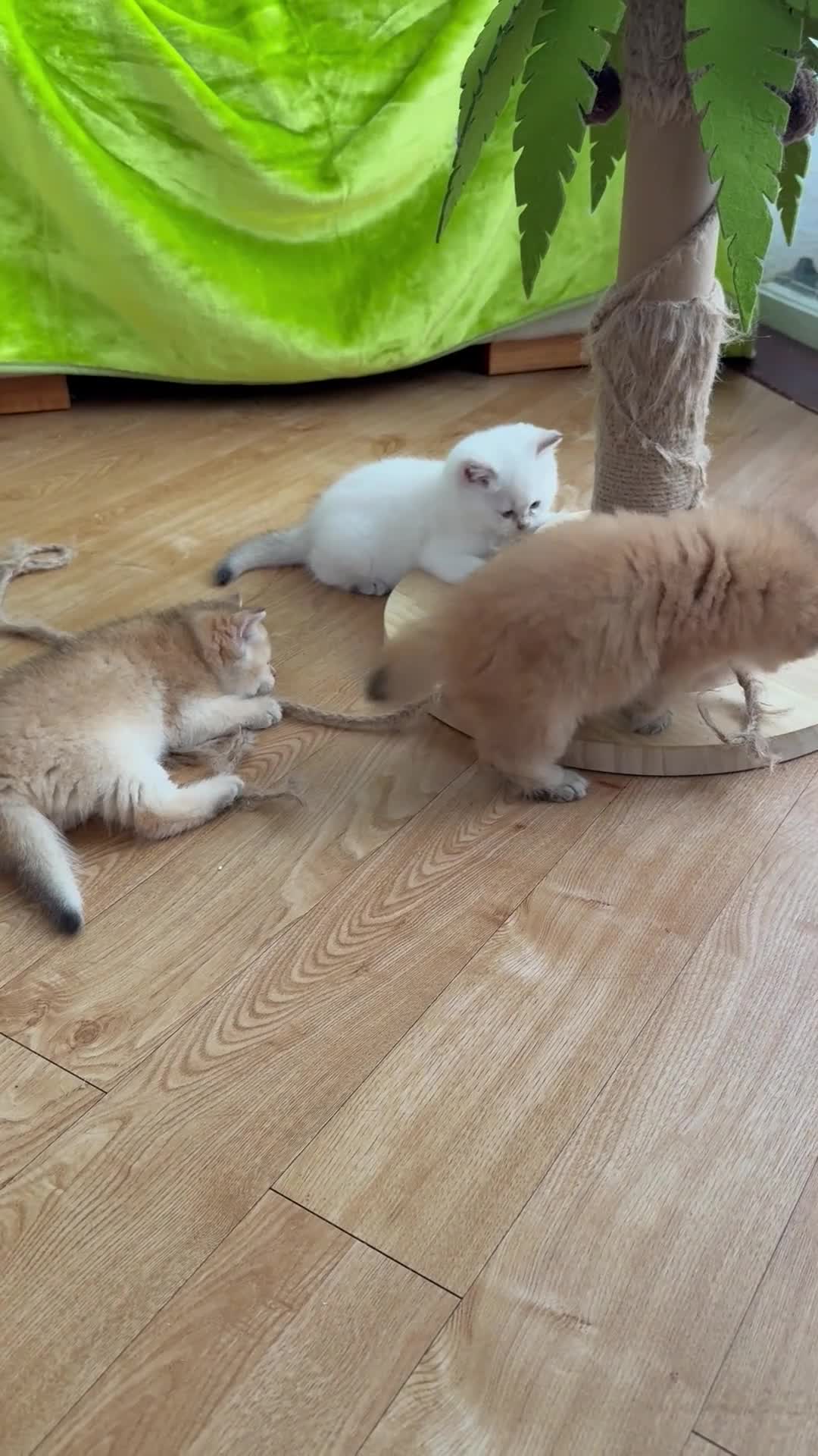 British Shorthair cats for sale: Pure bread British Shorthair  - Video 1