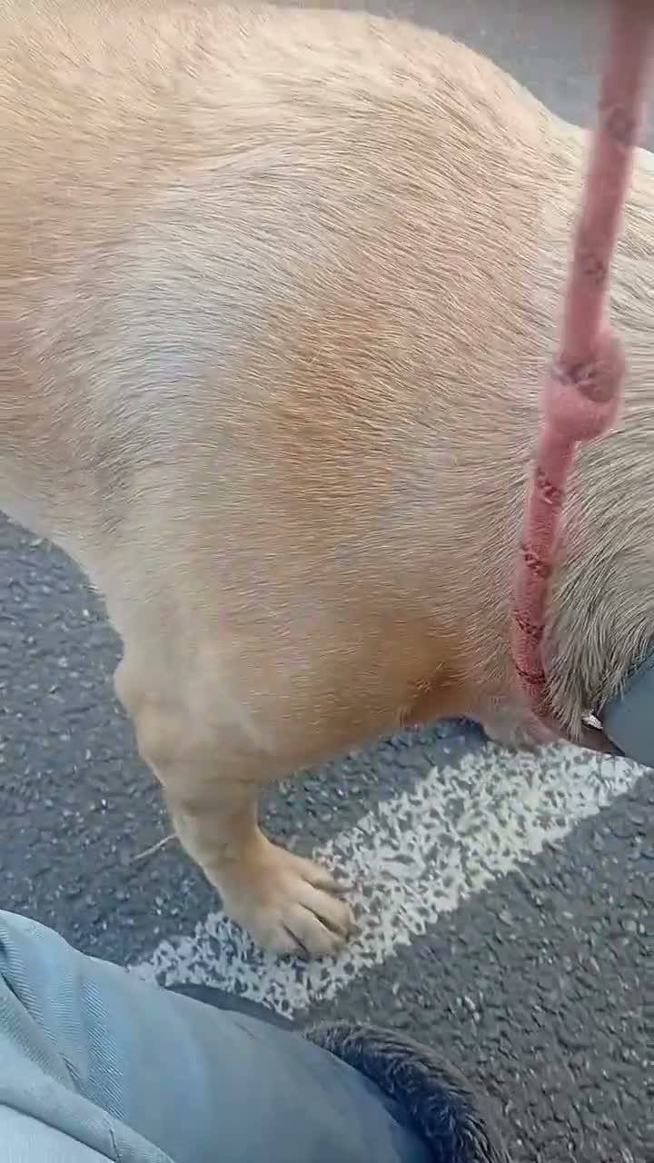Presa Canario dogs for adoption: Gorgeous Presa Canario available for special home in Ilford - Video 1