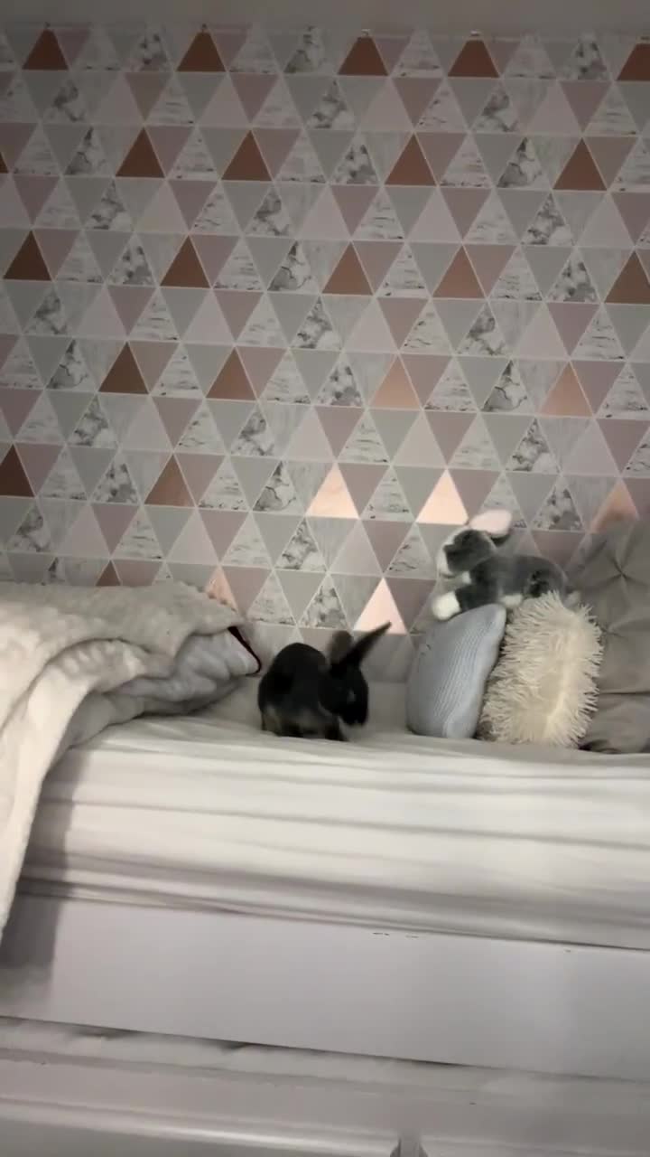 Rex rabbits for sale: Friendly MiniRex boy  - Video 2