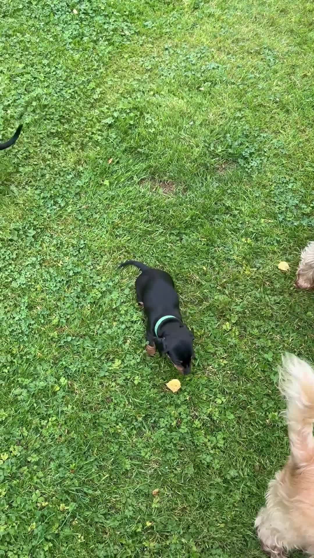 Miniature Dachshund dogs for sale: KC REGISTERED MINIATURE DACHSHUND BLACK AND TAN - Video 1