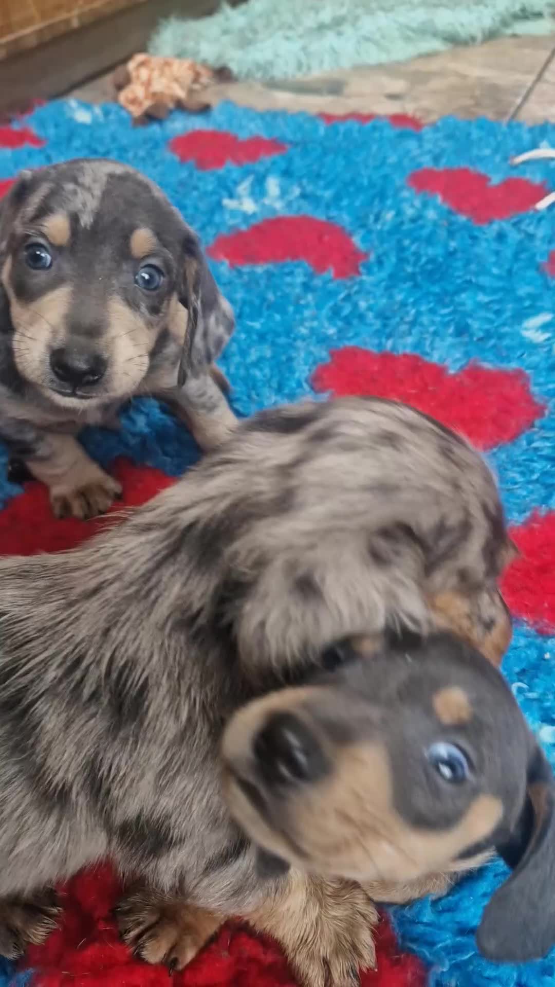 Dachshund dogs for sale: Beautiful dapple daschunds - Video 1