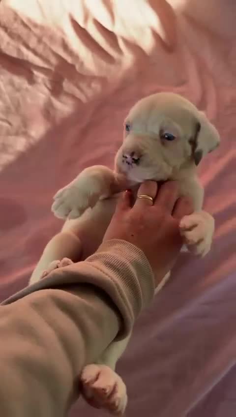 Cane Corso dogs for sale: Stunning Cane Corso Puppies for sale - Video 2