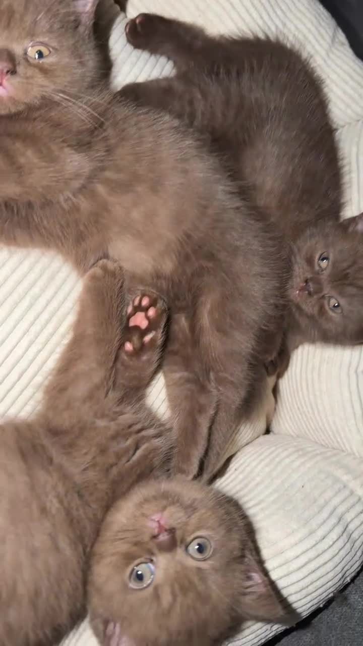British Shorthair cats for sale: *REDUCED* British Shorthair Kittens in chocolate  - Video 5