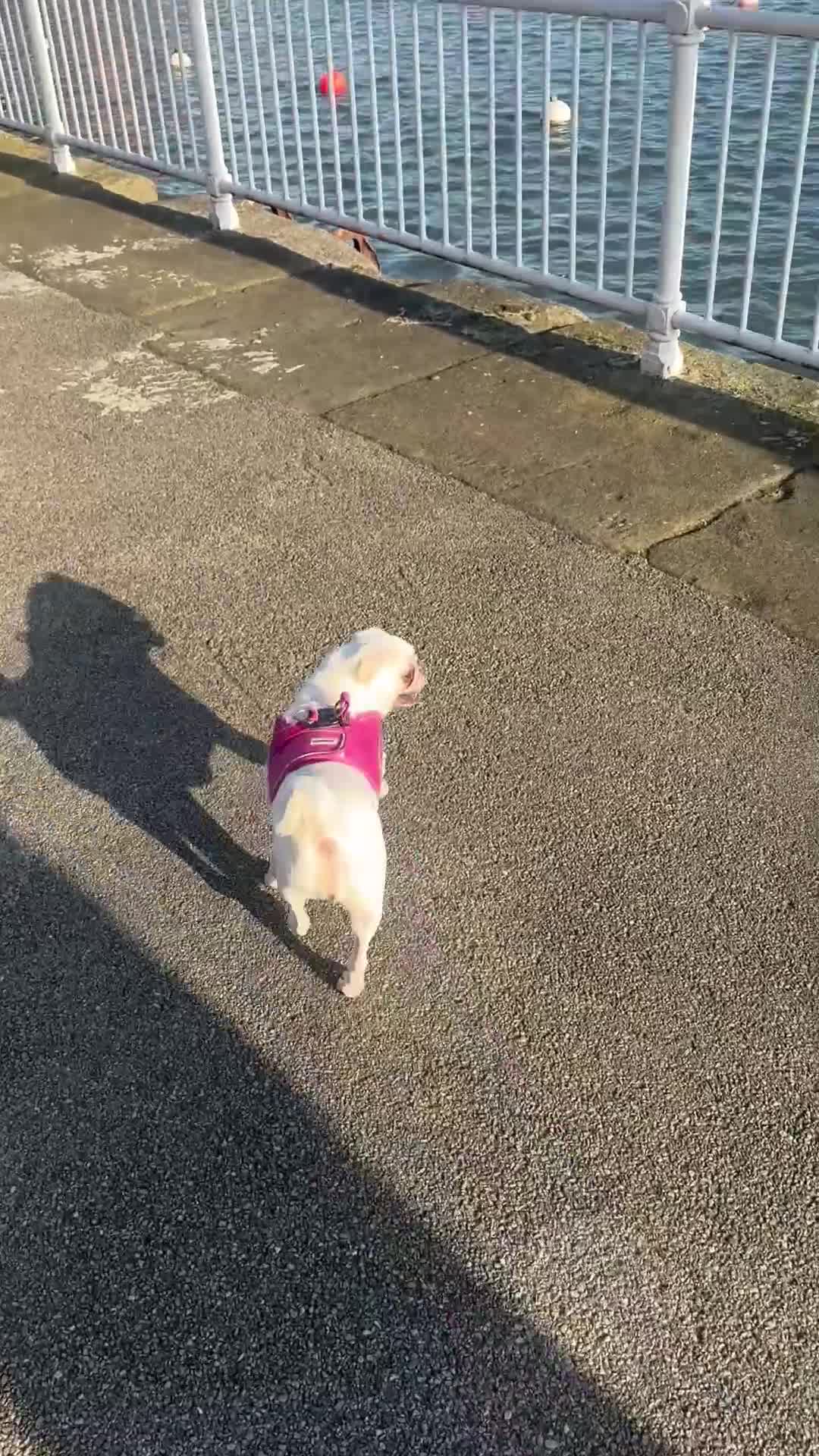 Pug dogs for sale: Adorable white pug🤍 - Video 1