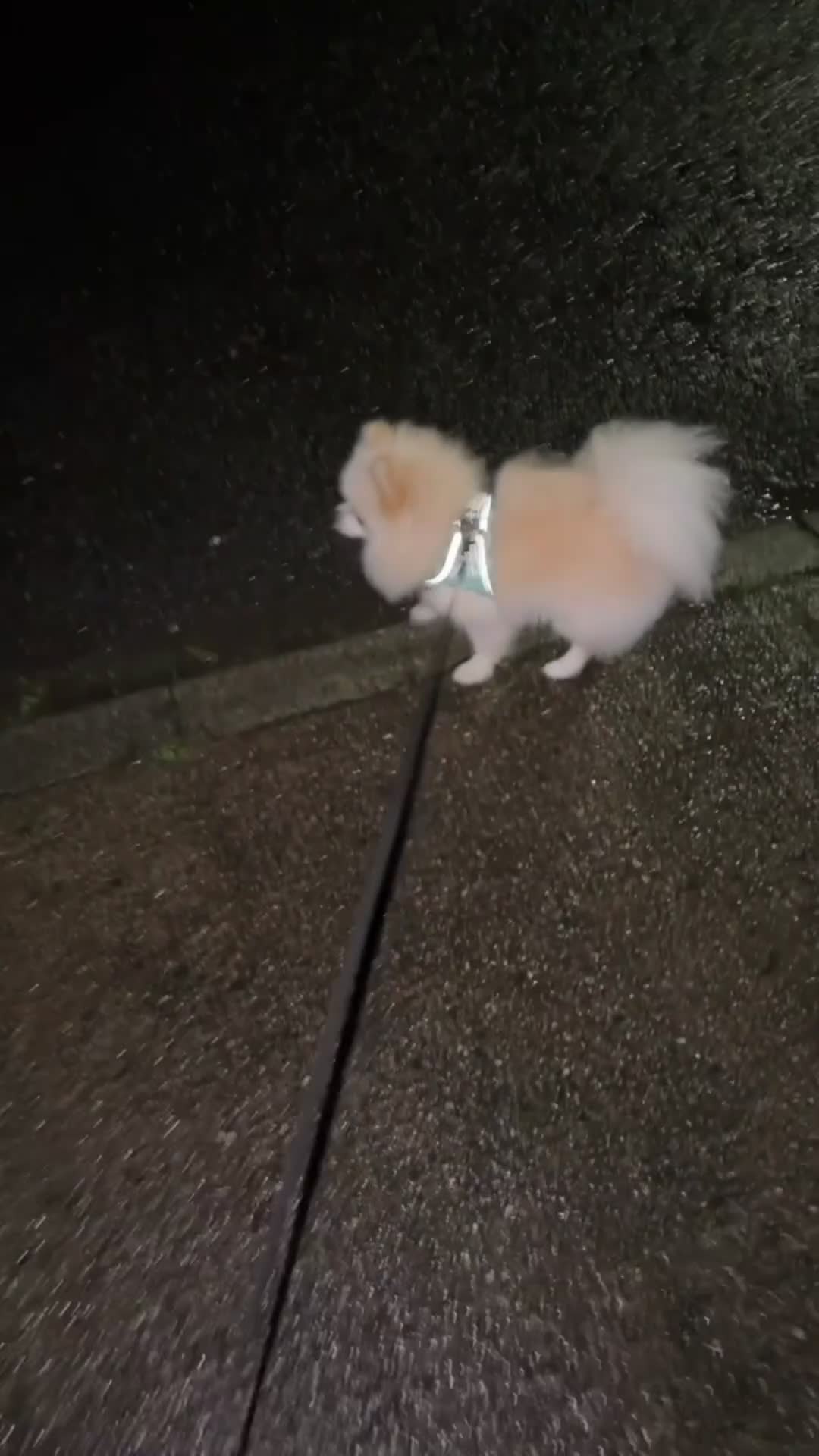 Pomeranian dogs for stud: Fendi - Video 1