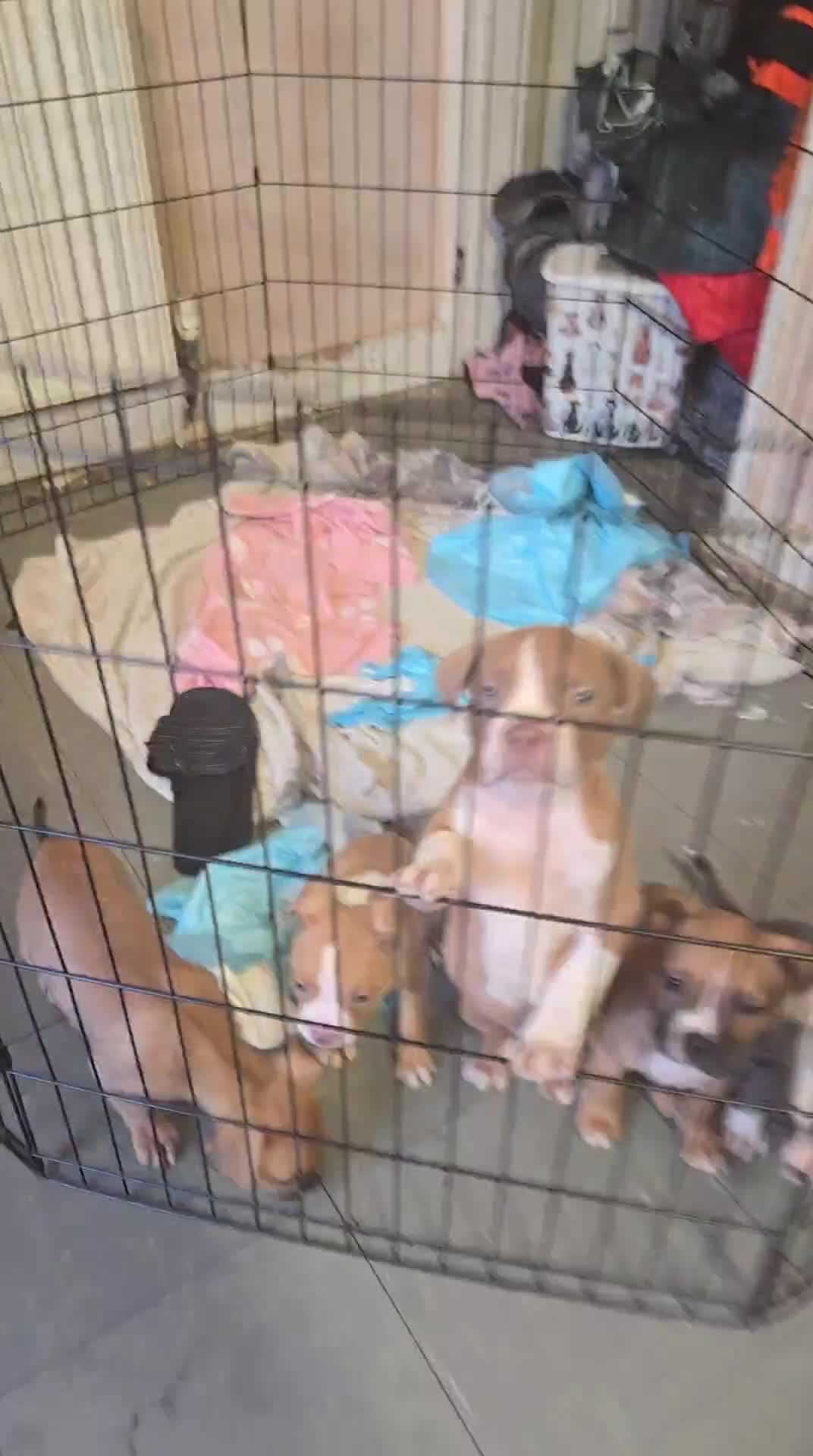 Mixed Breed dogs for sale: Pocket bully's  - Video 1