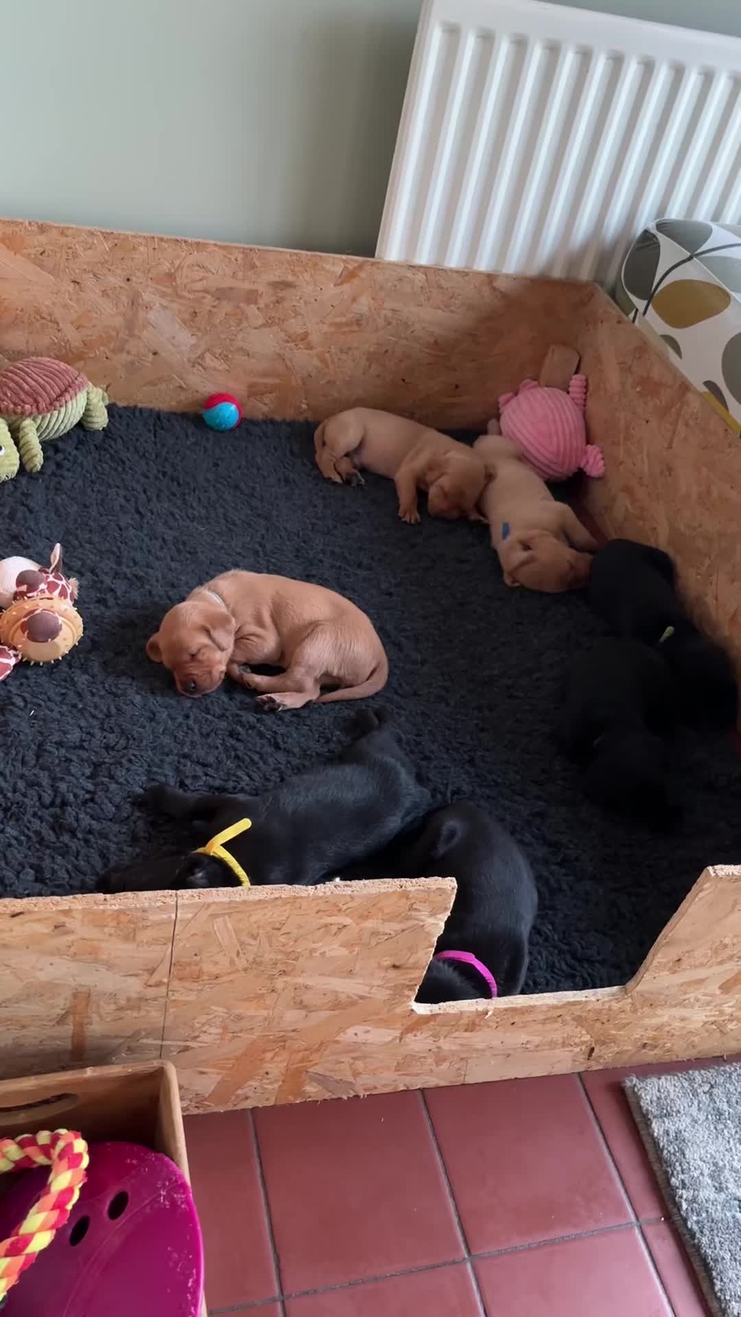 Labrador Retriever dogs for sale: Labrador puppies black and fox red for sale in Nottingham - Video 3