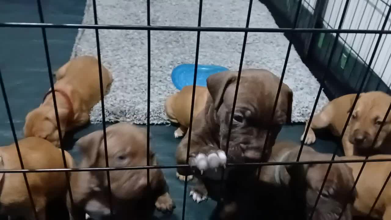 American Bull Staffy dogs for sale: American bull - Video 1