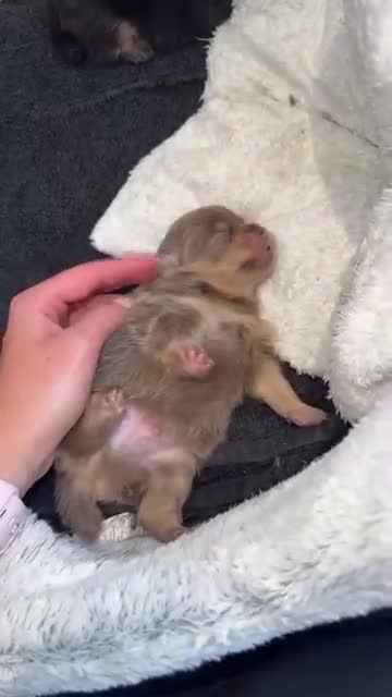 Pomeranian dogs for stud: Khabib the Pom full Russian lines  - Video 3