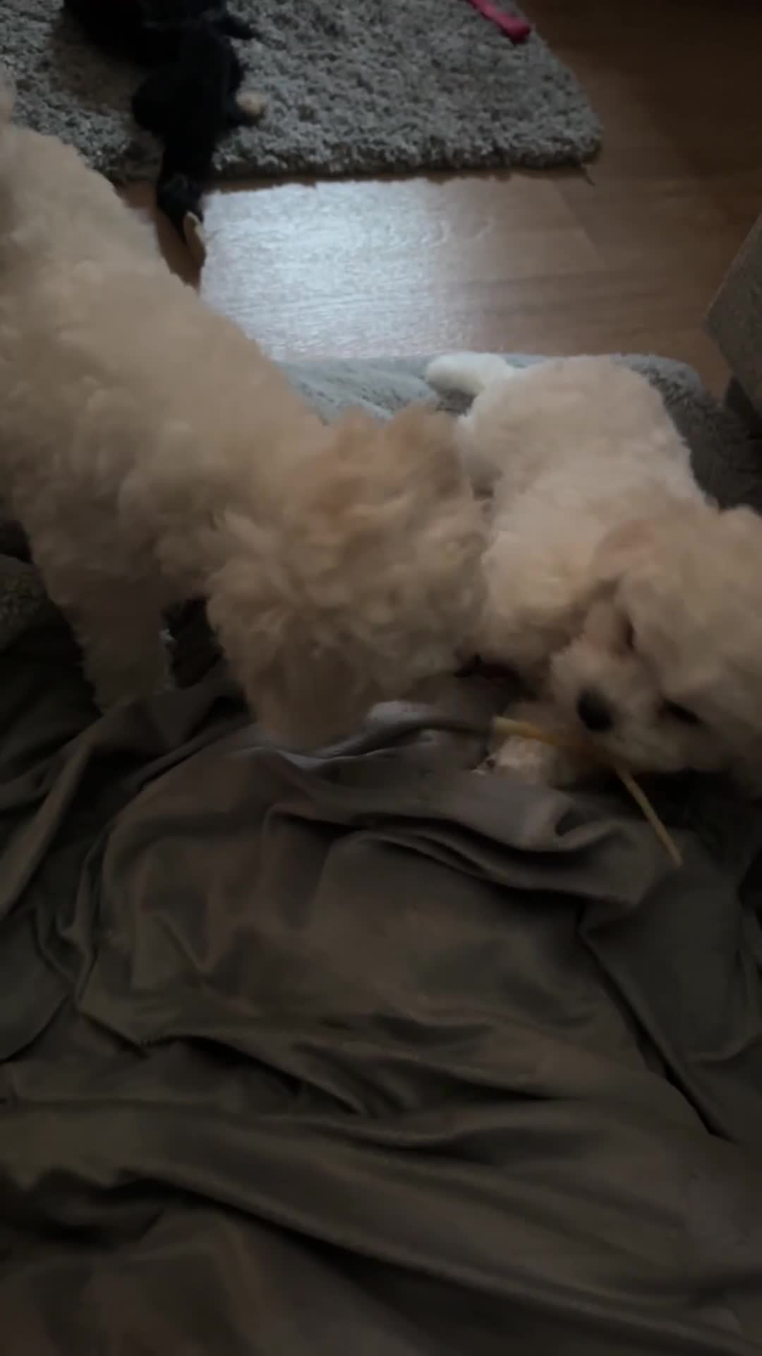 Bichon Frise dogs for sale: KC Bichon Frise puppies in Northampton - Video 1