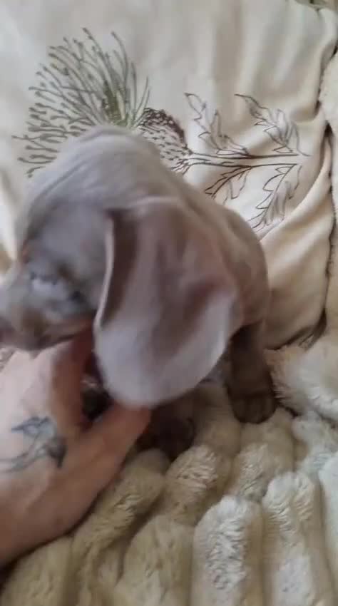 Dachshund dogs for sale: 6 little dachunds for sale  - Video 1
