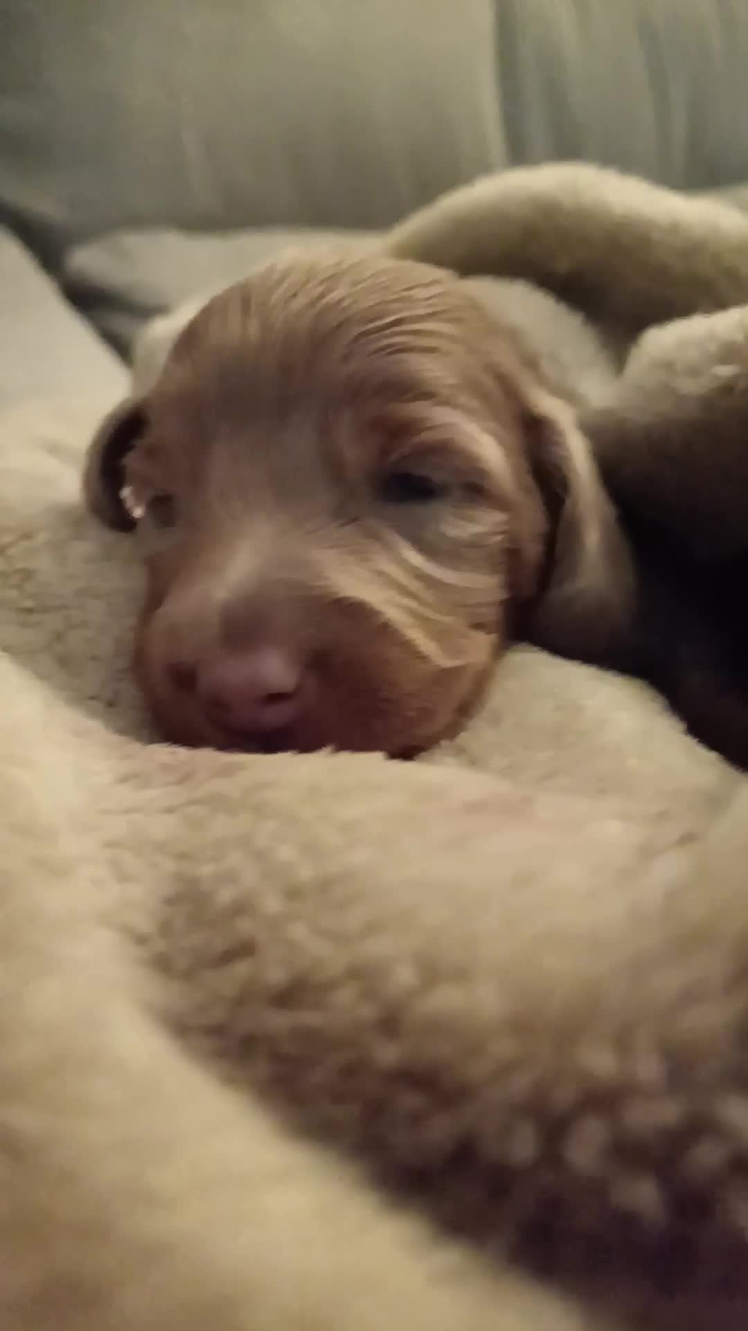 Miniature Dachshund dogs for sale: Stunning Minature Dachshund litter - Video 2