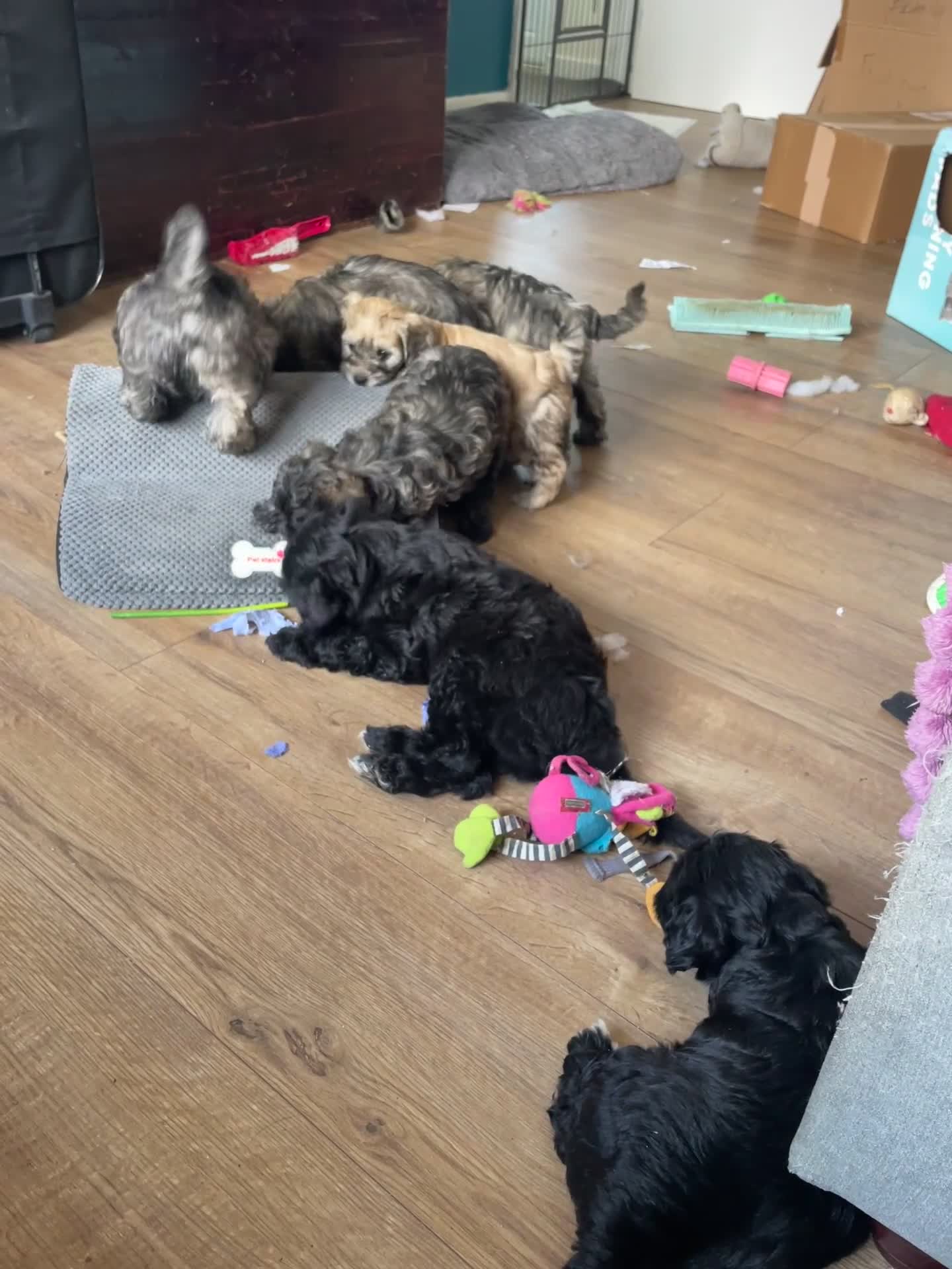 Shihpoo dogs for sale: *** LAST 1 LEFT** REDUCED TO SELL *** READY NOW ** - Video 1