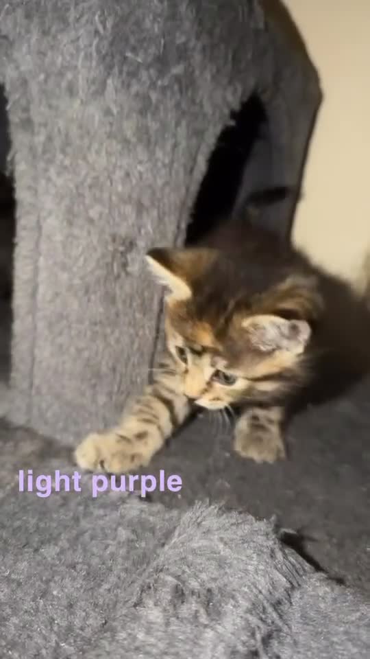 Mixed Breed cats for sale: 8 kittens for rehoming💗💙🐾 - Video 2