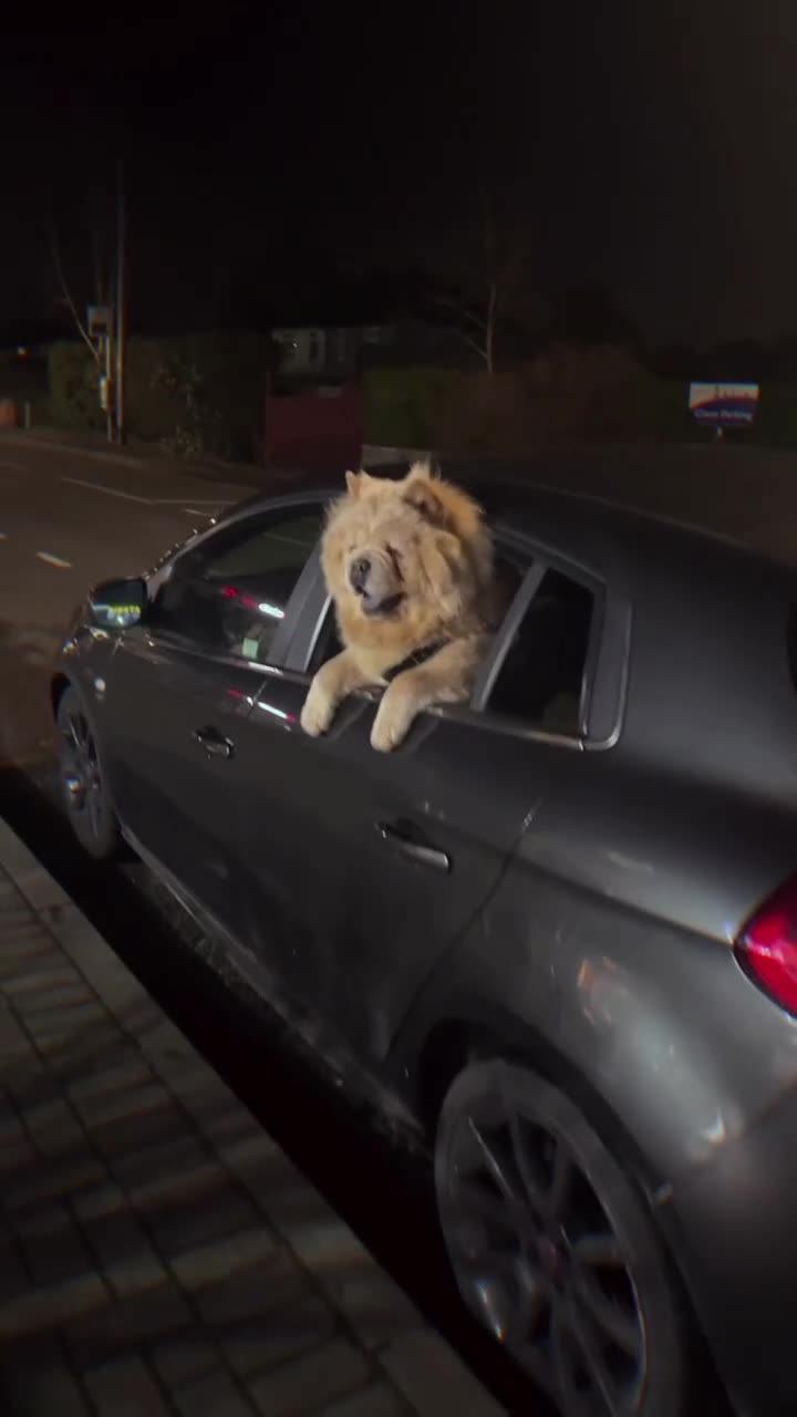 Chow Chow dogs for stud: Stunning KC Chow Chow for STUD  in Leicester - Video 1