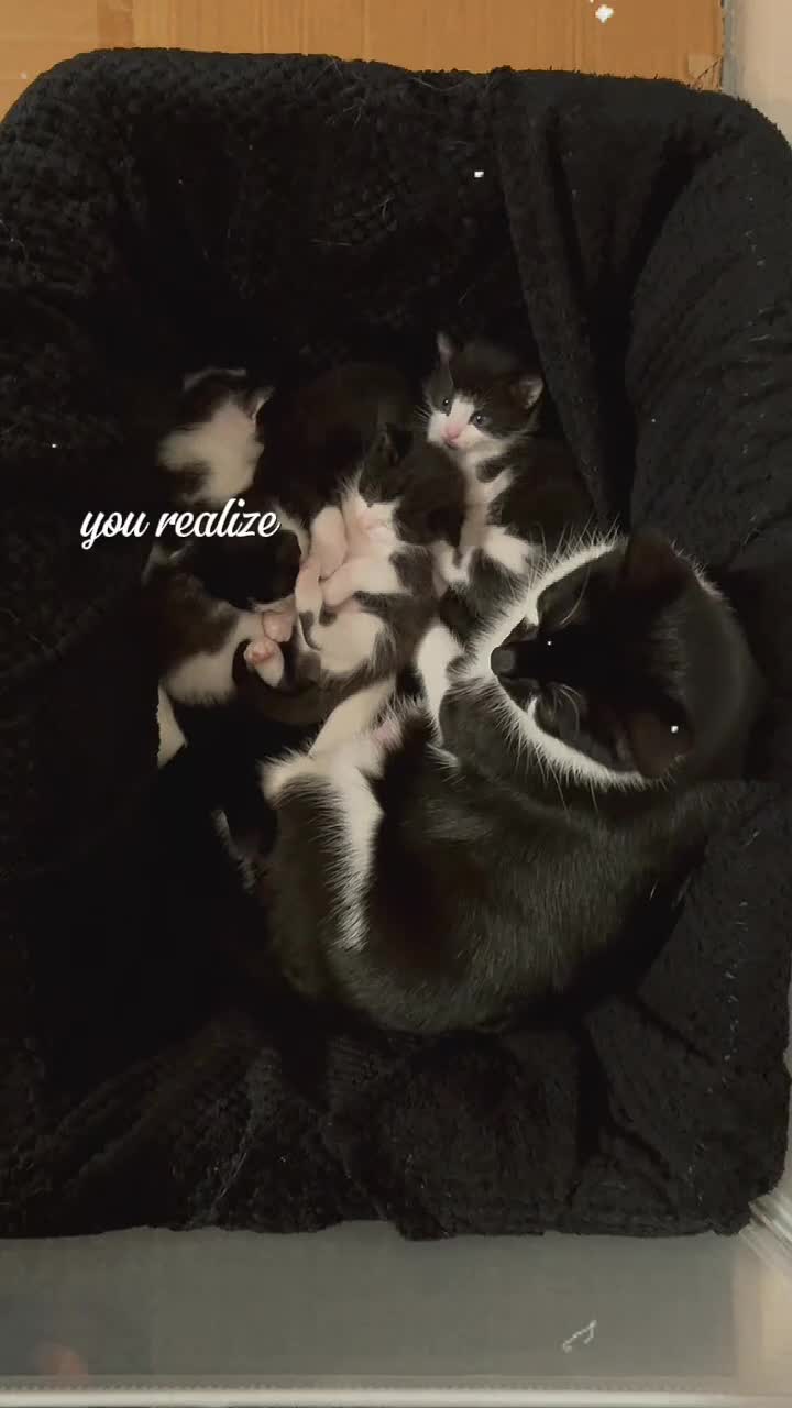 Mixed Breed cats for sale: Tuxedo kittens  - Video 1