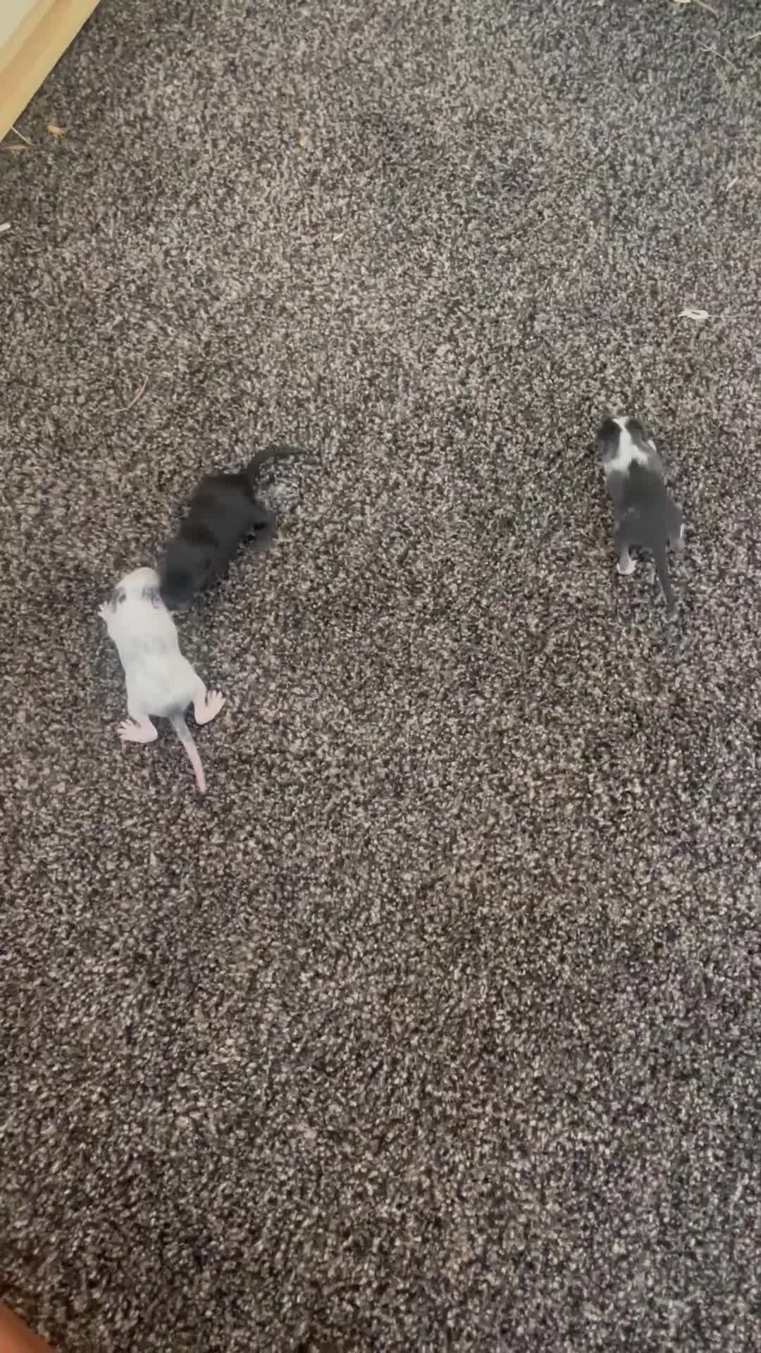 Gerbil rodents for sale: Need loving homes to go to be ready at 6 weeks - Video 3