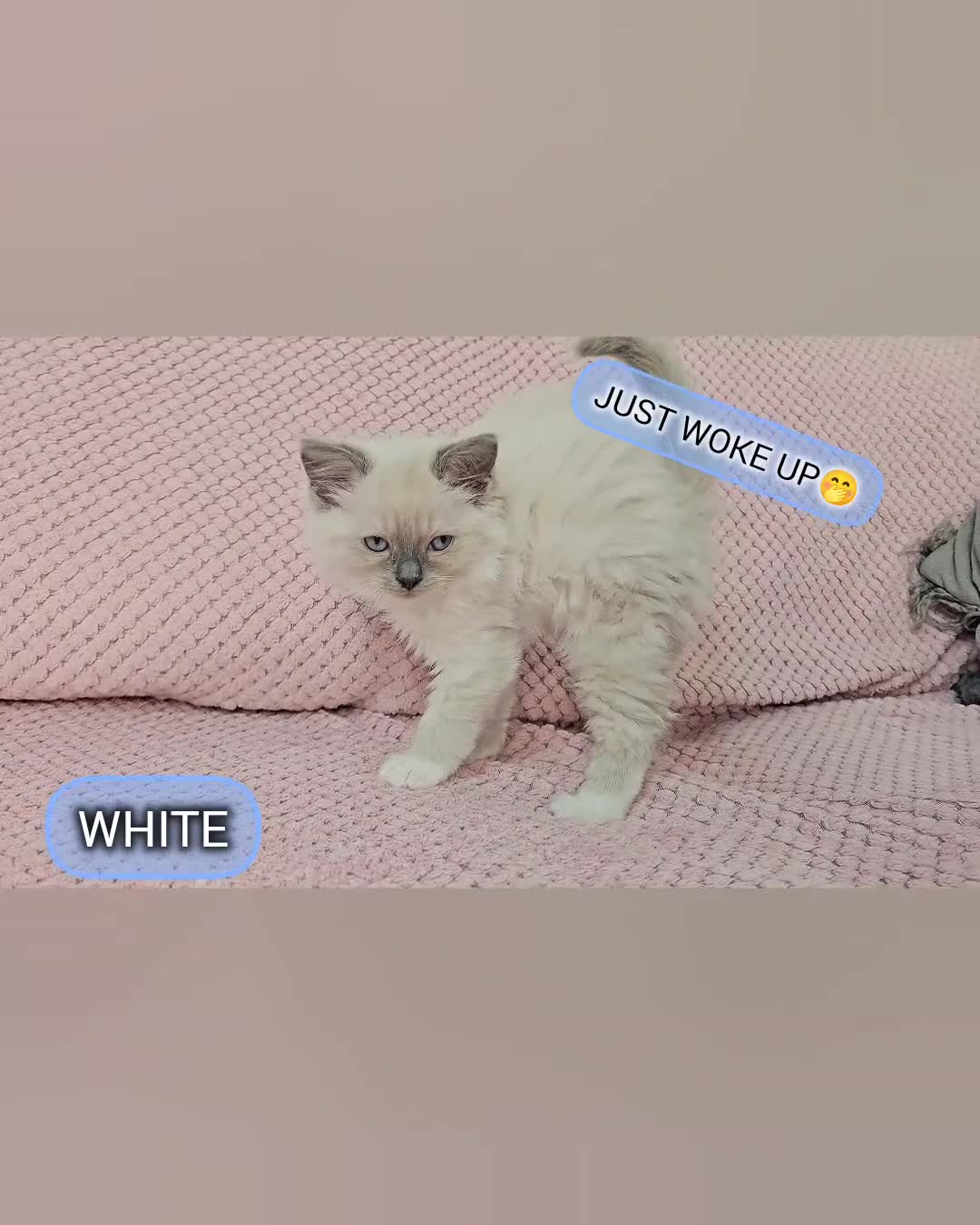 Ragdoll cats for sale: Ragdoll kittens boys Blue point Mitted - Video 2