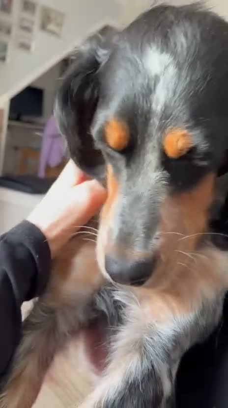 Mixed Breed dogs for adoption: Pippa - Waiting for her Special Someone in Cambridge - Video 1