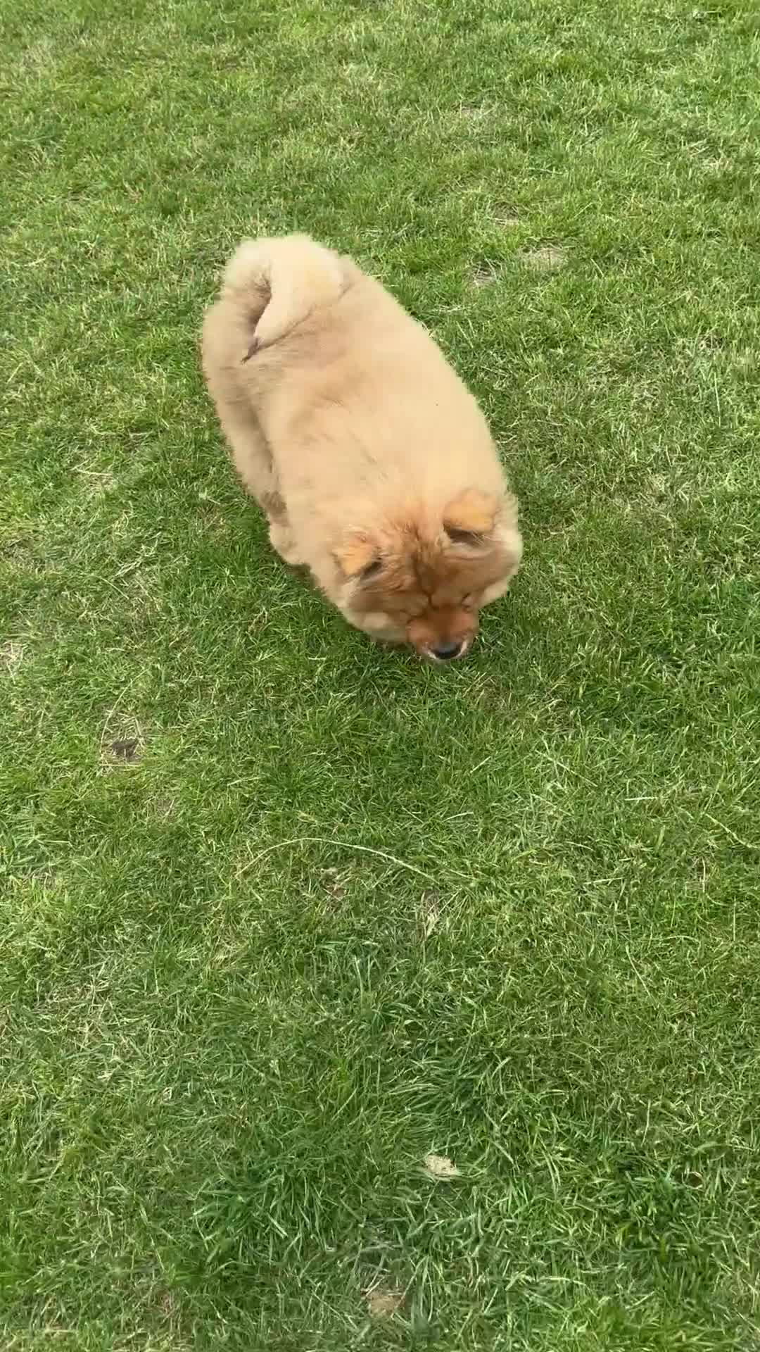 Chow Chow dogs for sale: Beautiful KC Registered Red Chow Chow Girl - Video 2