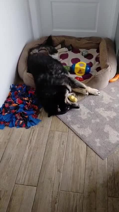 Mixed Breed dogs for adoption: Urgent appeal for Eric  - Video 2