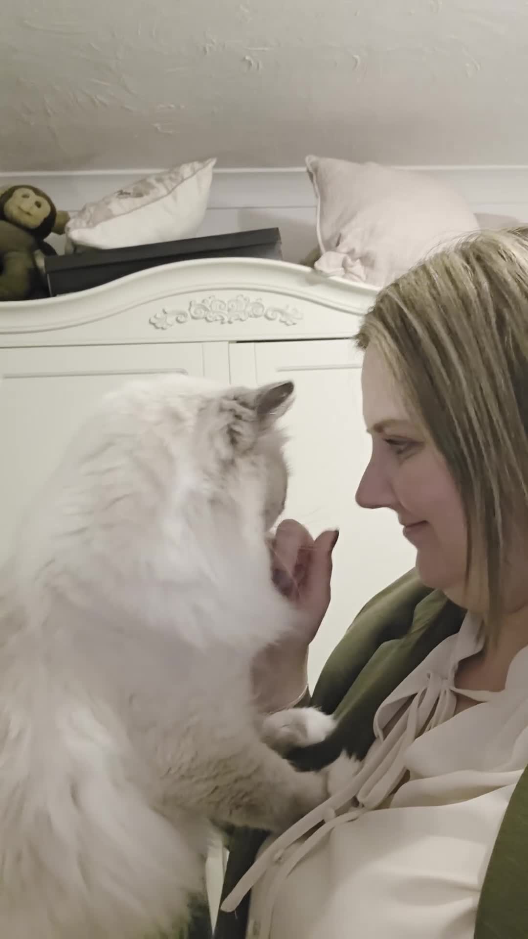 Ragdoll cats for stud: ✨️ Exceptional TICA Active Ragdoll for STUD ✨️ in Southampton - Video 2