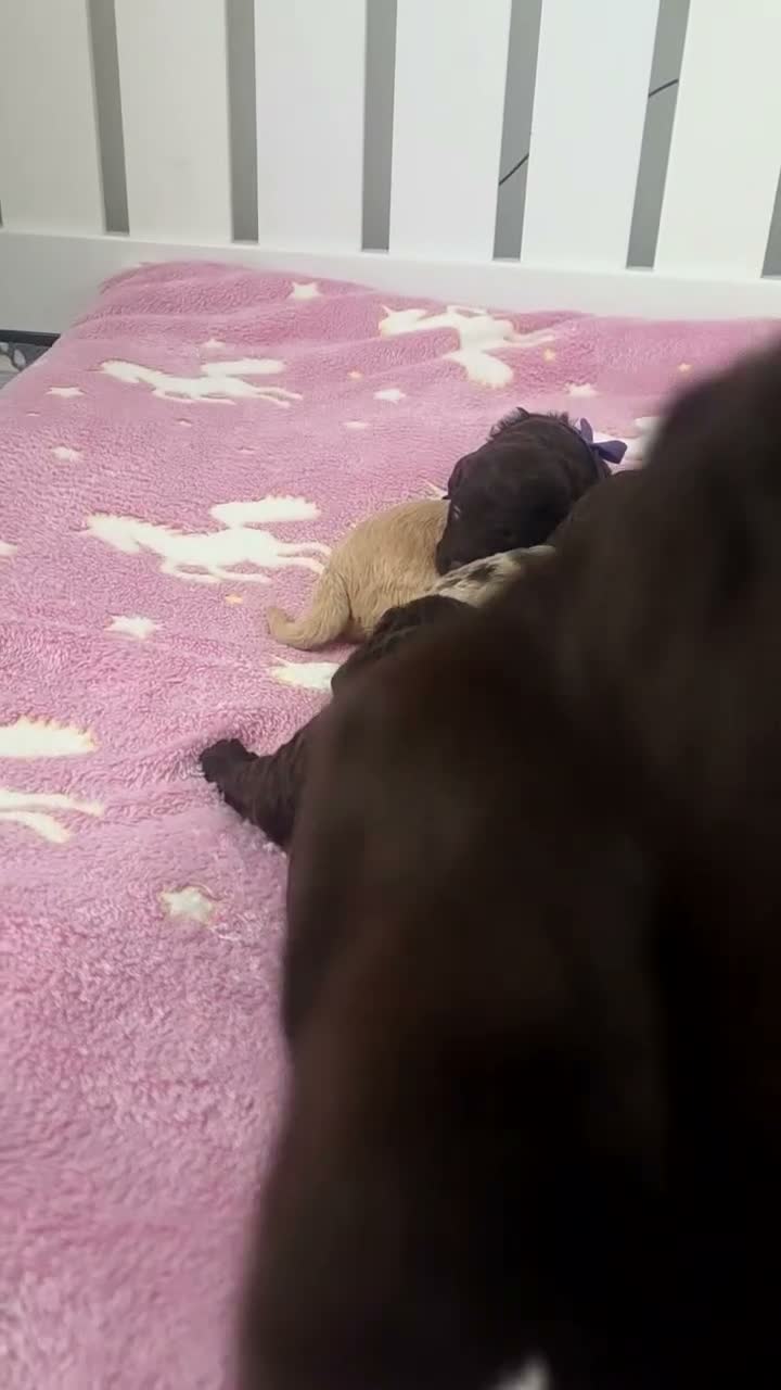 Labradoodle dogs for sale: 🧸 Stunning Miniature Labradoodle Puppies - Video 1
