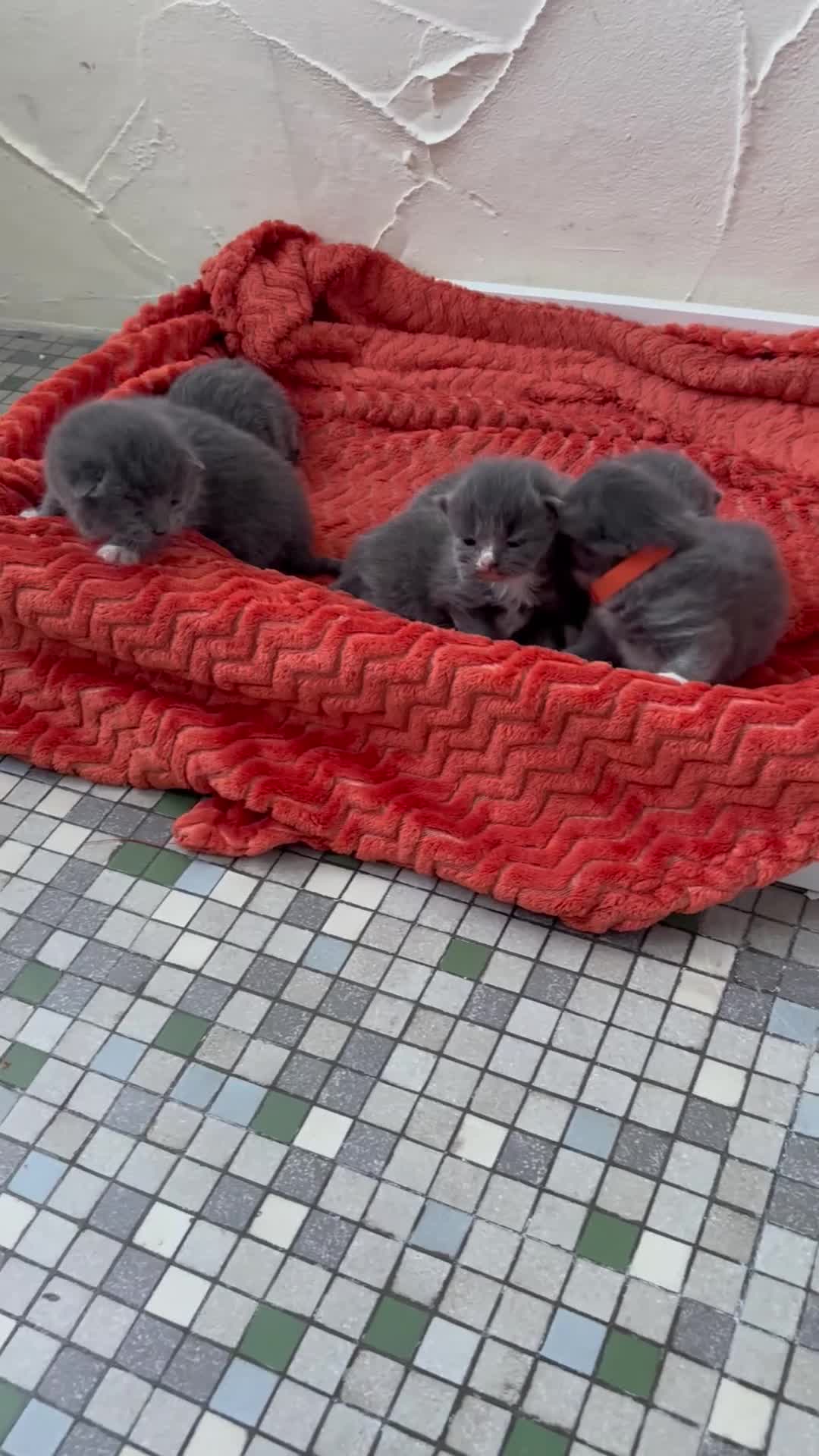 British Shorthair cats for sale: Ragdoll x British shorthair  - Video 1