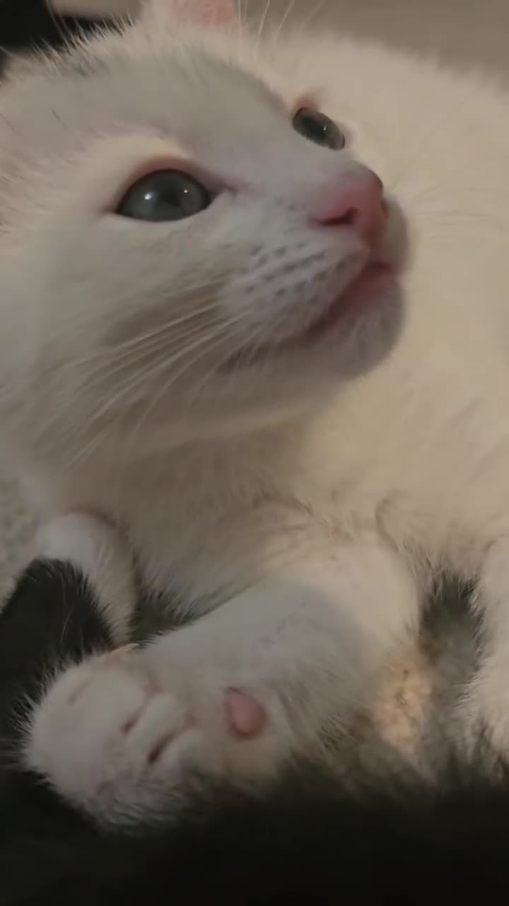 Domestic Shorthair cats for sale: 4 lovely kittens looking for their eternal home - Video 2