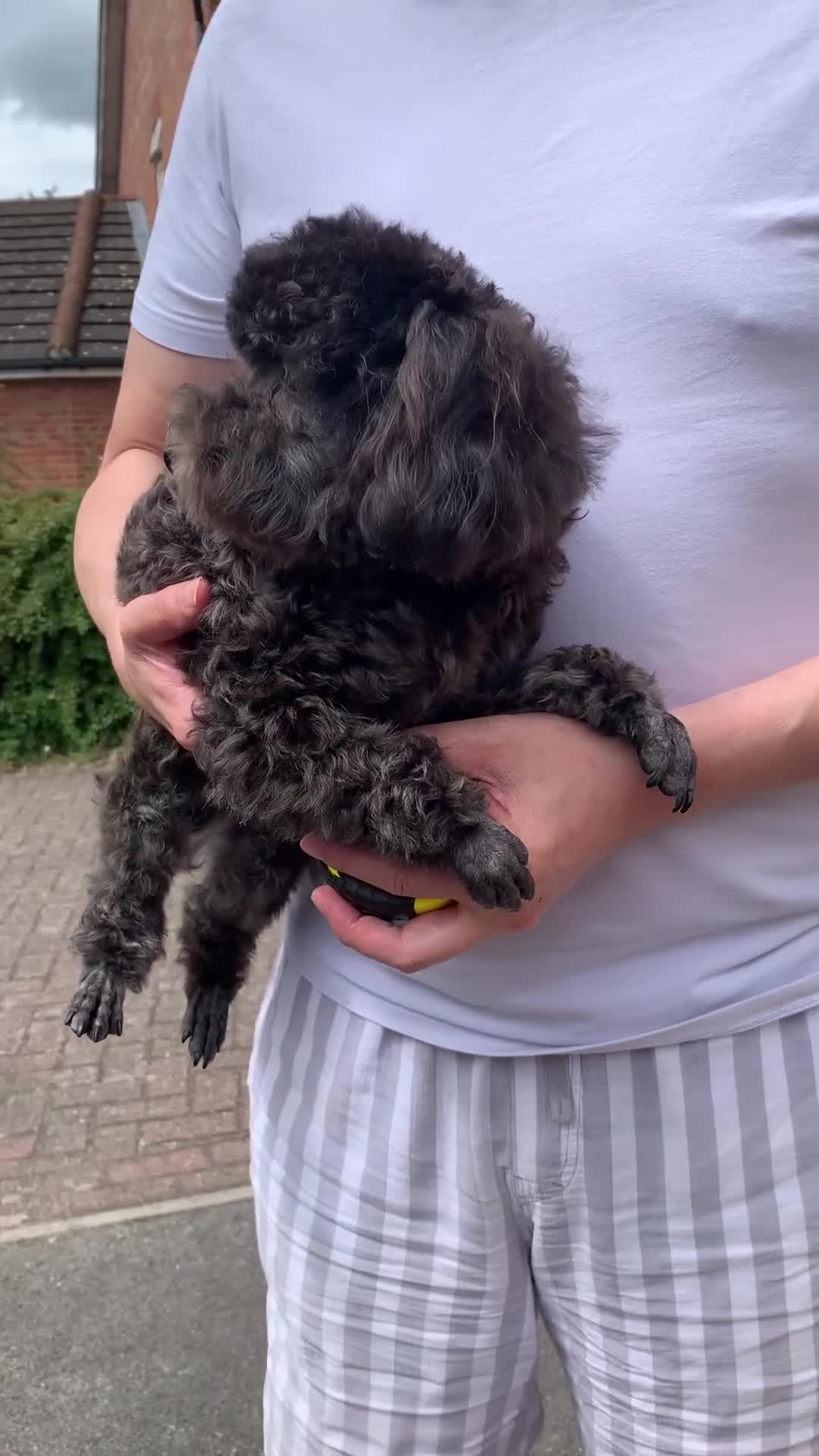 Toy Poodle dogs for sale: Asian Blood Toy Poodles - Video 2
