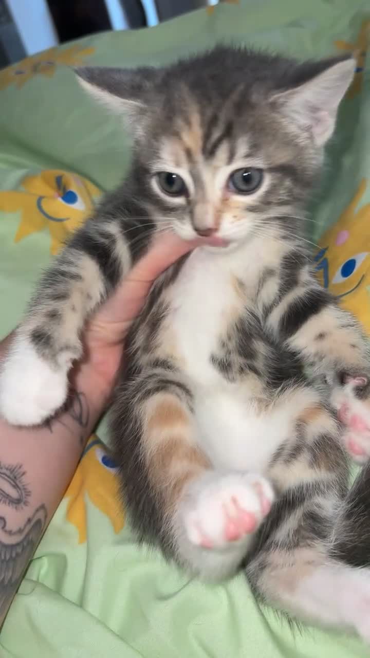 Mixed Breed cats for sale: Kittens - Video 2