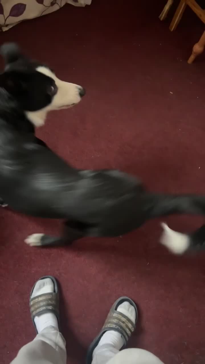Border Collie dogs for sale: Pedigree Border Collie - Video 2